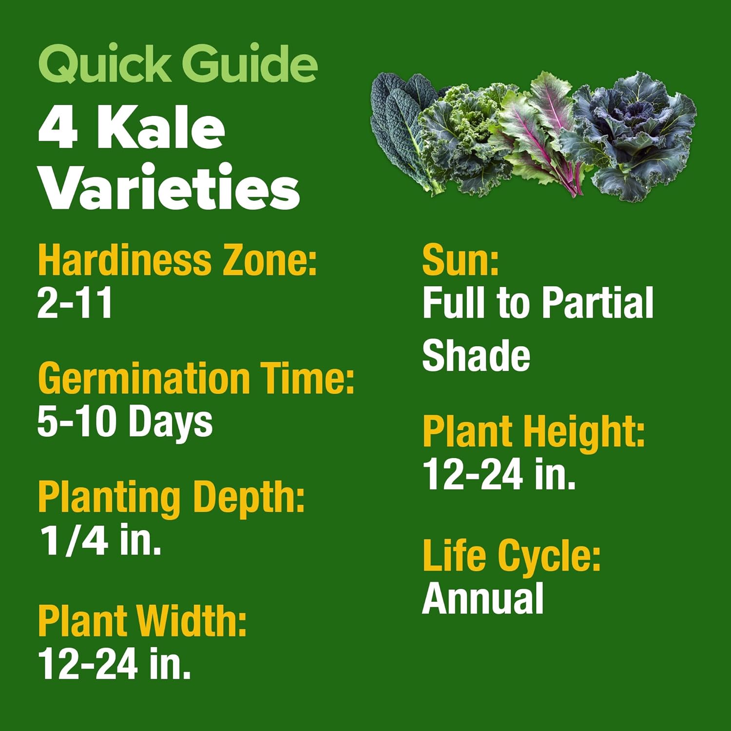 HOME GROWN Arugula Seed 2 Pack – 4350 Vegetable Seeds – Non GMO Ideal Seeds for Hydroponic Garden Indoor – Premium and Heirloom Arugula Seeds for Planting (Eruca vesicaria)