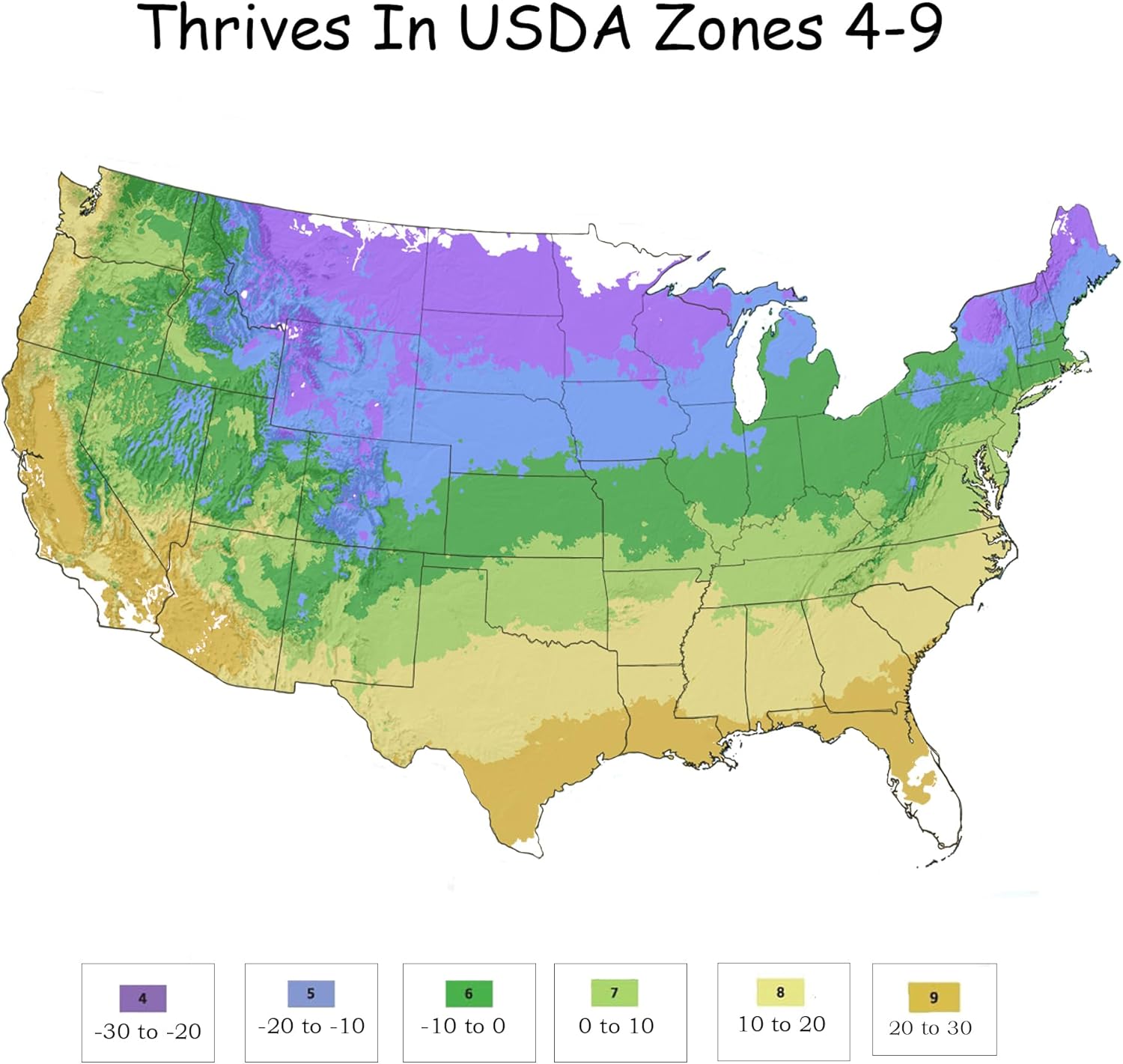 Endless Summer Hydrangea Bloomstruck, 1 Gallon