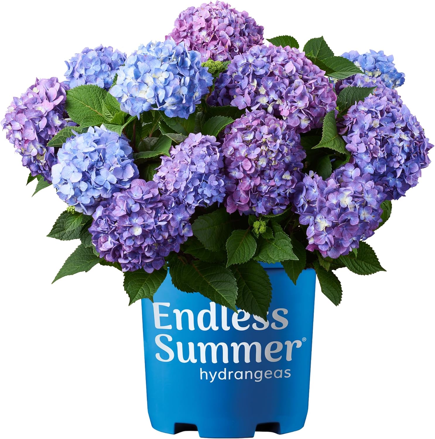 Endless Summer Hydrangea Bloomstruck, 1 Gallon