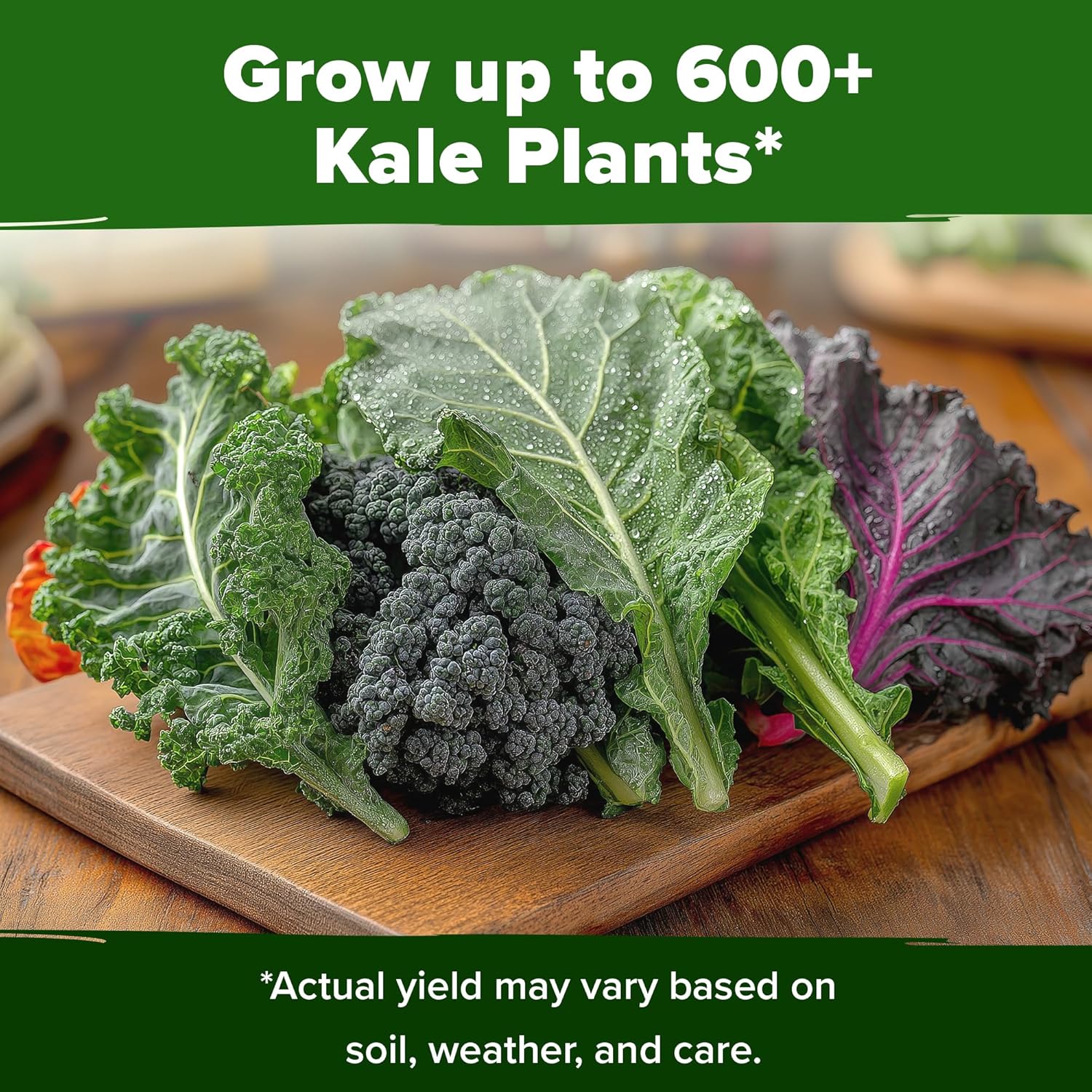 HOME GROWN Arugula Seed 2 Pack – 4350 Vegetable Seeds – Non GMO Ideal Seeds for Hydroponic Garden Indoor – Premium and Heirloom Arugula Seeds for Planting (Eruca vesicaria)