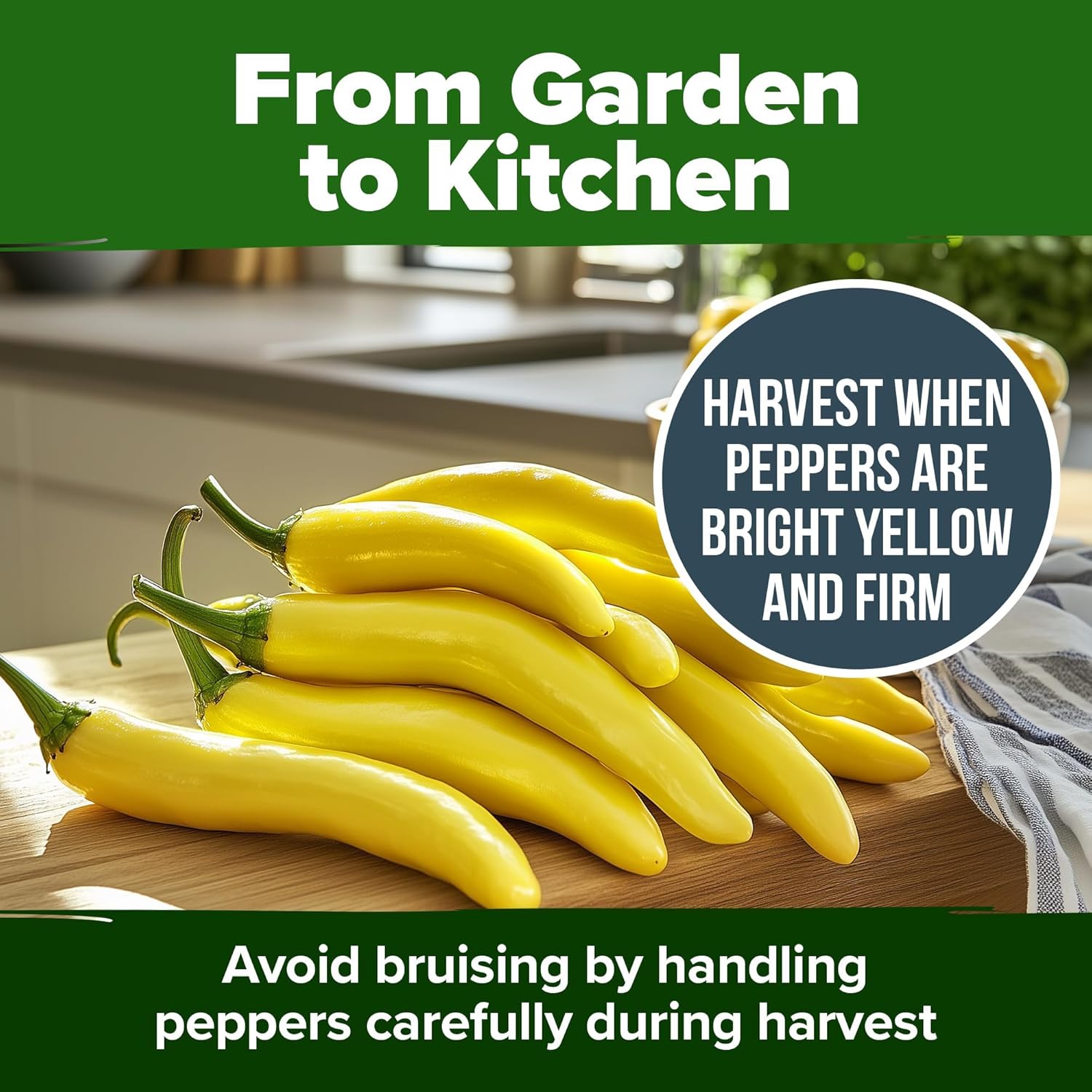 HOME GROWN Arugula Seed 2 Pack – 4350 Vegetable Seeds – Non GMO Ideal Seeds for Hydroponic Garden Indoor – Premium and Heirloom Arugula Seeds for Planting (Eruca vesicaria)