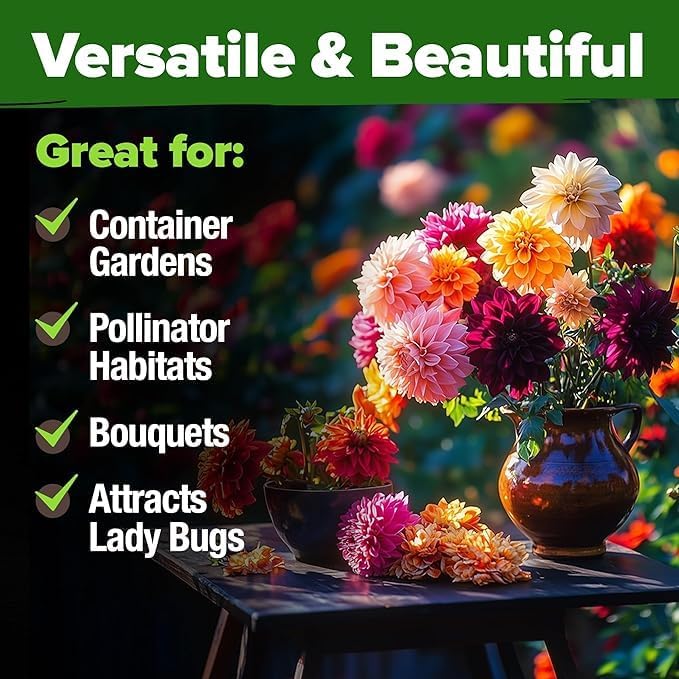 HOME GROWN Arugula Seed 2 Pack – 4350 Vegetable Seeds – Non GMO Ideal Seeds for Hydroponic Garden Indoor – Premium and Heirloom Arugula Seeds for Planting (Eruca vesicaria)