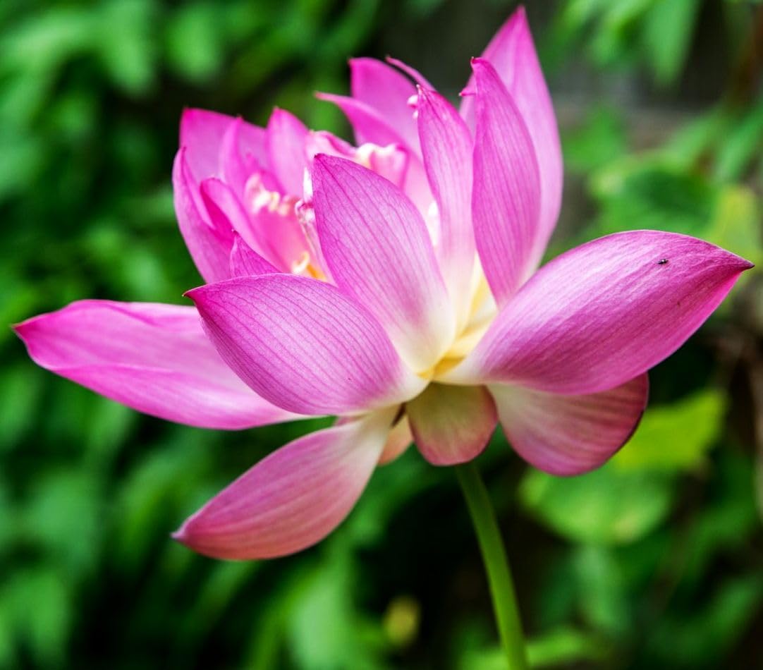 30 PCS Bowl Lotus Seeds Bonsai Lotus Seeds for Planting Water Lily Pink Purple Red Flower Aquatic Plants Seed Pond Plants Non GMO Home Garden Flowering