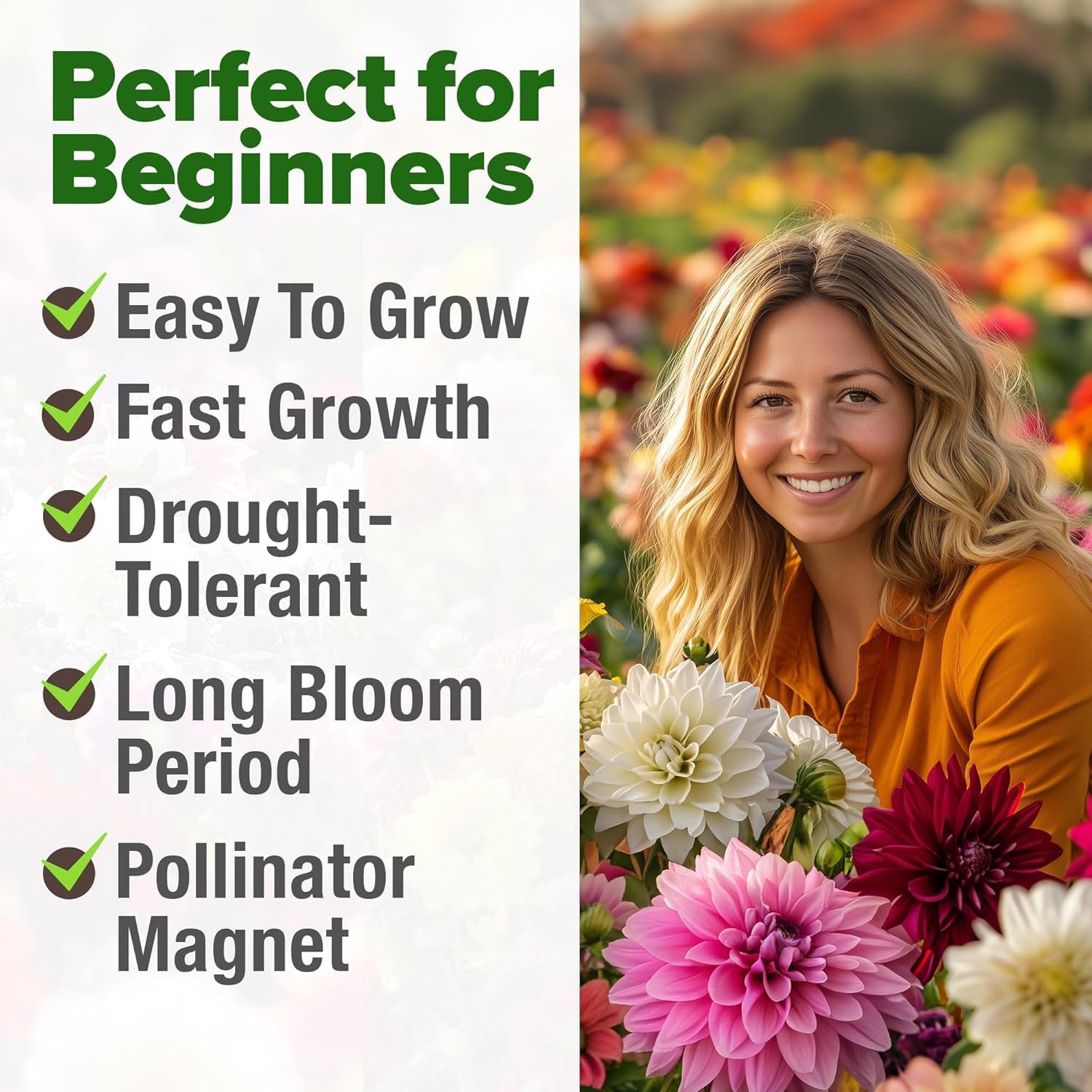 HOME GROWN Arugula Seed 2 Pack – 4350 Vegetable Seeds – Non GMO Ideal Seeds for Hydroponic Garden Indoor – Premium and Heirloom Arugula Seeds for Planting (Eruca vesicaria)