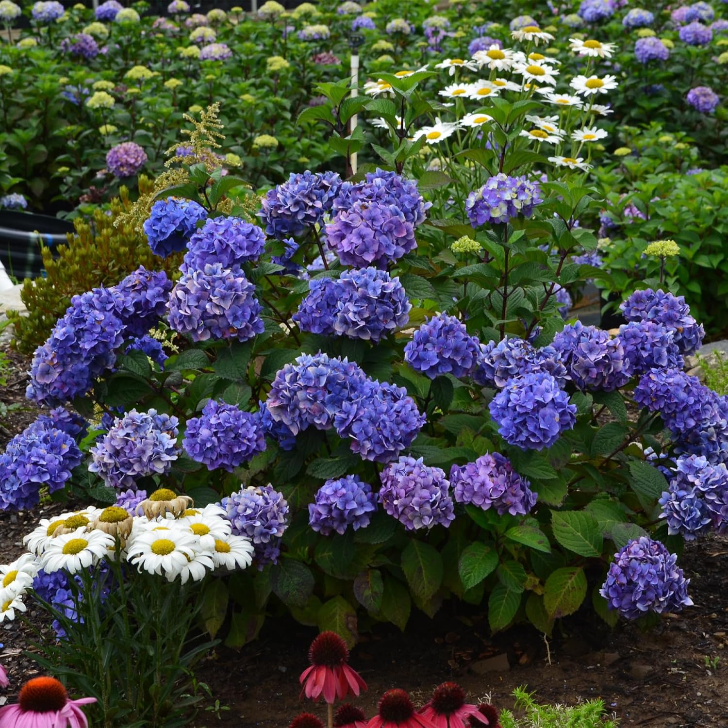 Endless Summer Hydrangea Bloomstruck, 1 Gallon