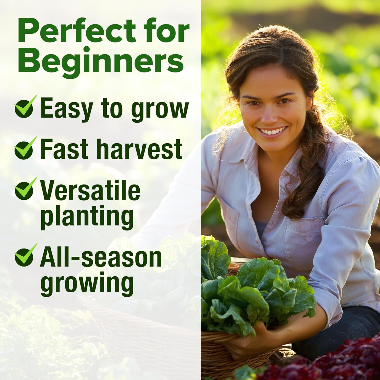 HOME GROWN Arugula Seed 2 Pack – 4350 Vegetable Seeds – Non GMO Ideal Seeds for Hydroponic Garden Indoor – Premium and Heirloom Arugula Seeds for Planting (Eruca vesicaria)