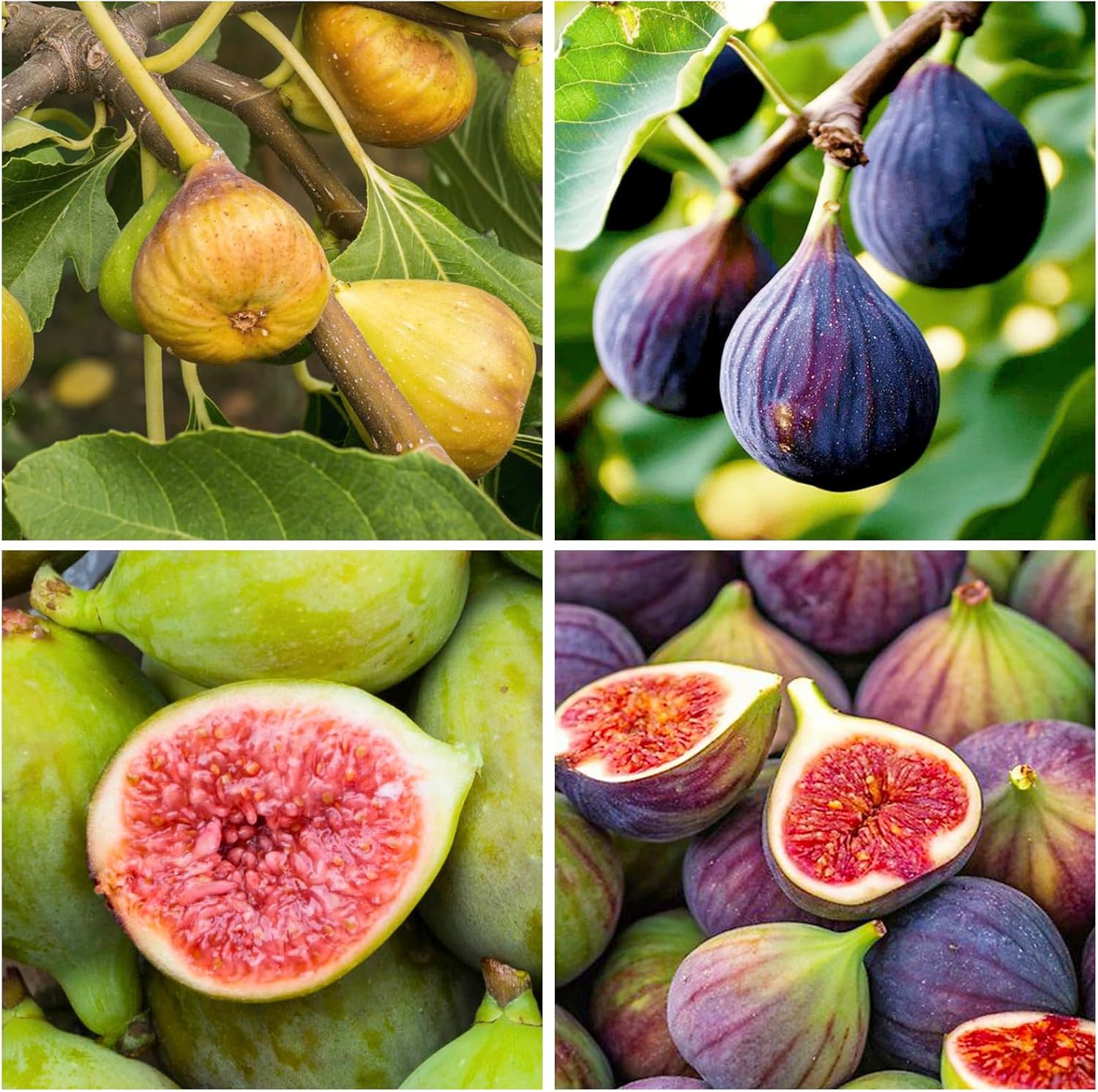 320Pcs Mix Fig Seeds for Planting-Non-GMO Heirloom Plant Seeds Garden Outdoor-Sweet and Juicy