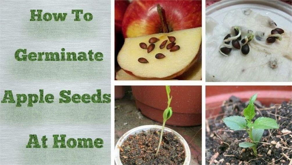 Red Apple Seed 100 pcs Pack - Large Perennial Heirloom Non-GMO Outdoor Indoor Giant Bush