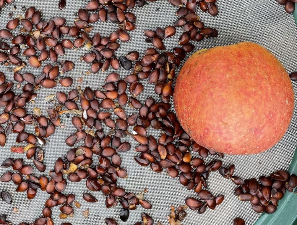 Red Apple Seed 100 pcs Pack - Large Perennial Heirloom Non-GMO Outdoor Indoor Giant Bush