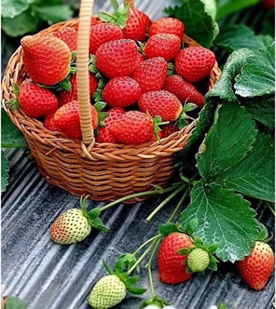 2300+ Seeds Perpetual Strawberry Four Seasons Strawberry Seeds Fruit Seed for Planting Heirloom Non-GMO Seed for Hydroponic Garden Sweet High Yields