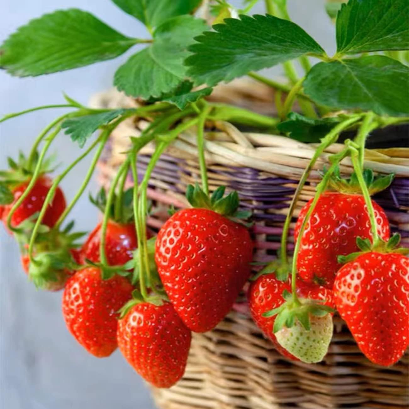 2300+ Seeds Perpetual Strawberry Four Seasons Strawberry Seeds Fruit Seed for Planting Heirloom Non-GMO Seed for Hydroponic Garden Sweet High Yields