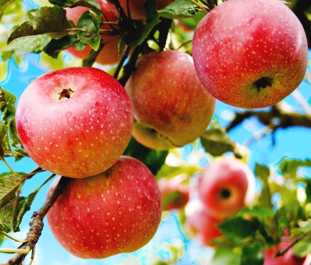 Red Apple Seed 100 pcs Pack - Large Perennial Heirloom Non-GMO Outdoor Indoor Giant Bush