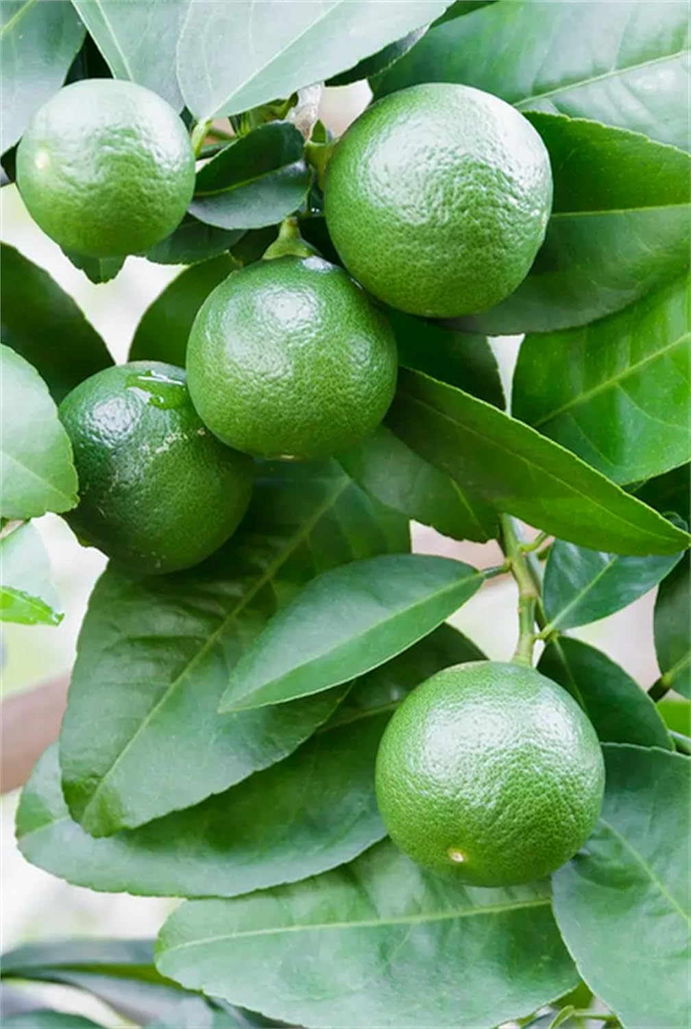 Garden Plant Seeds Fruit Tree Seeds Kaffir Lime 20+ Fresh Lemon Seeds Citrus Hystrix Makrut Lime Thai Lime Herb Seeds