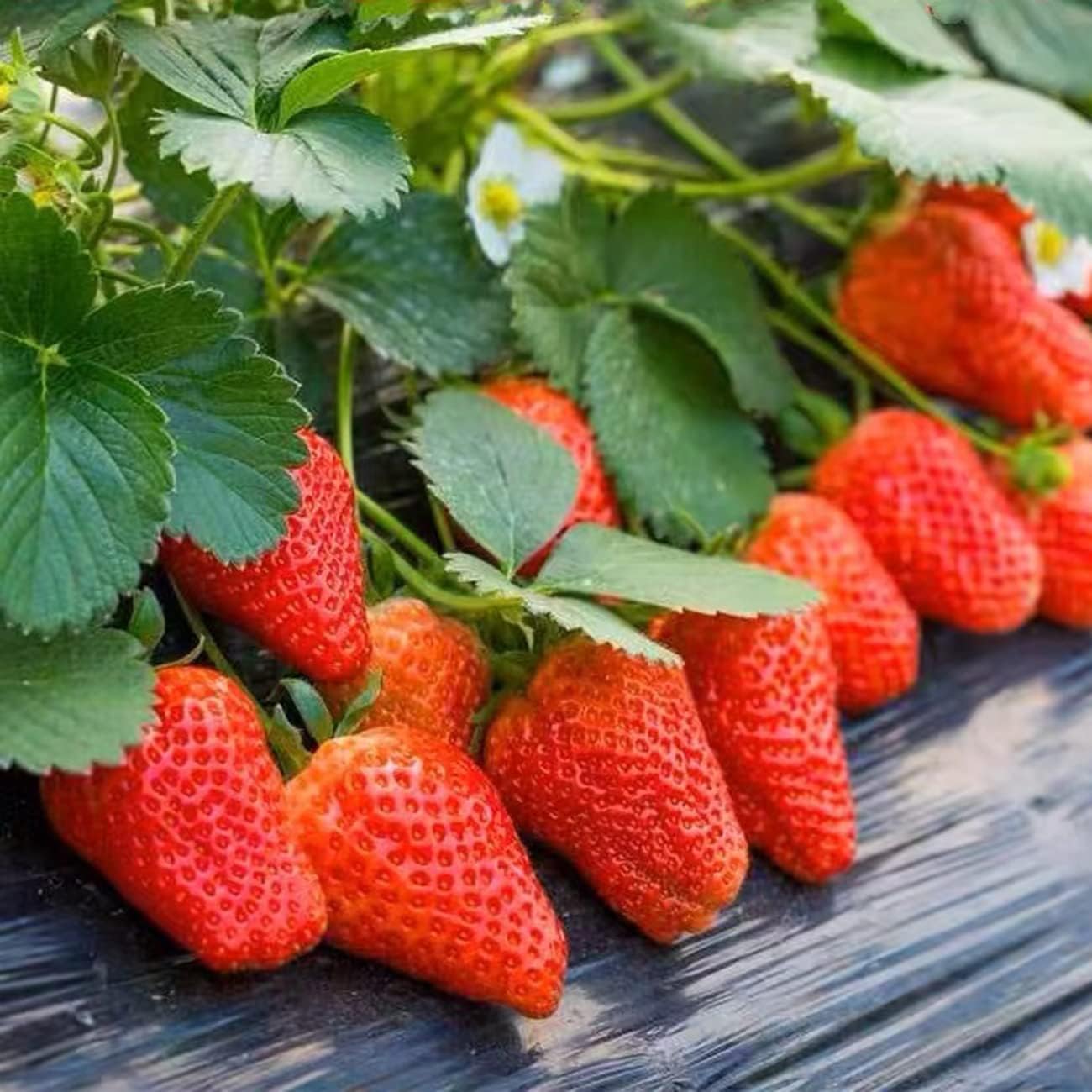 2300+ Seeds Perpetual Strawberry Four Seasons Strawberry Seeds Fruit Seed for Planting Heirloom Non-GMO Seed for Hydroponic Garden Sweet High Yields