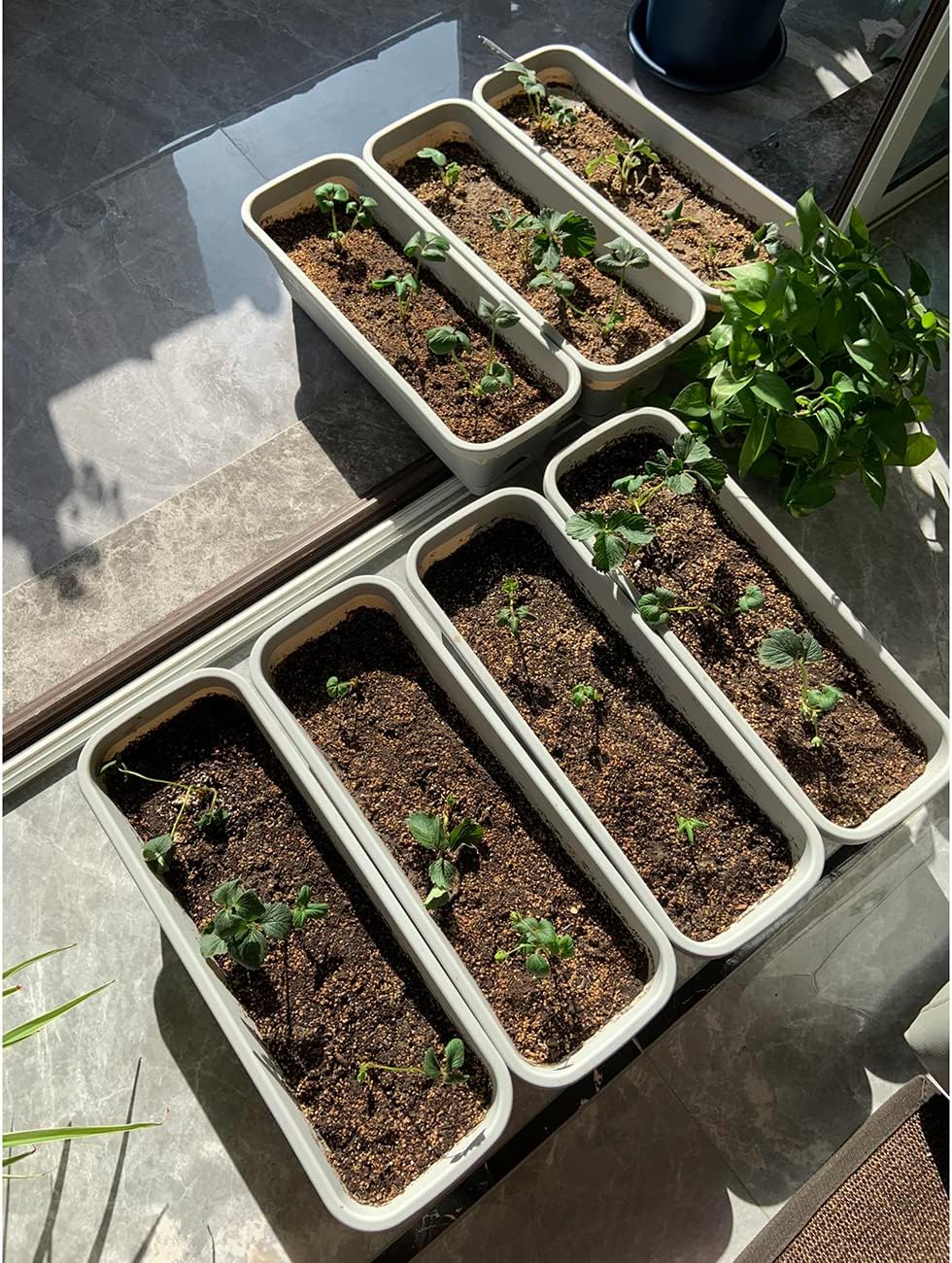 2300+ Seeds Perpetual Strawberry Four Seasons Strawberry Seeds Fruit Seed for Planting Heirloom Non-GMO Seed for Hydroponic Garden Sweet High Yields