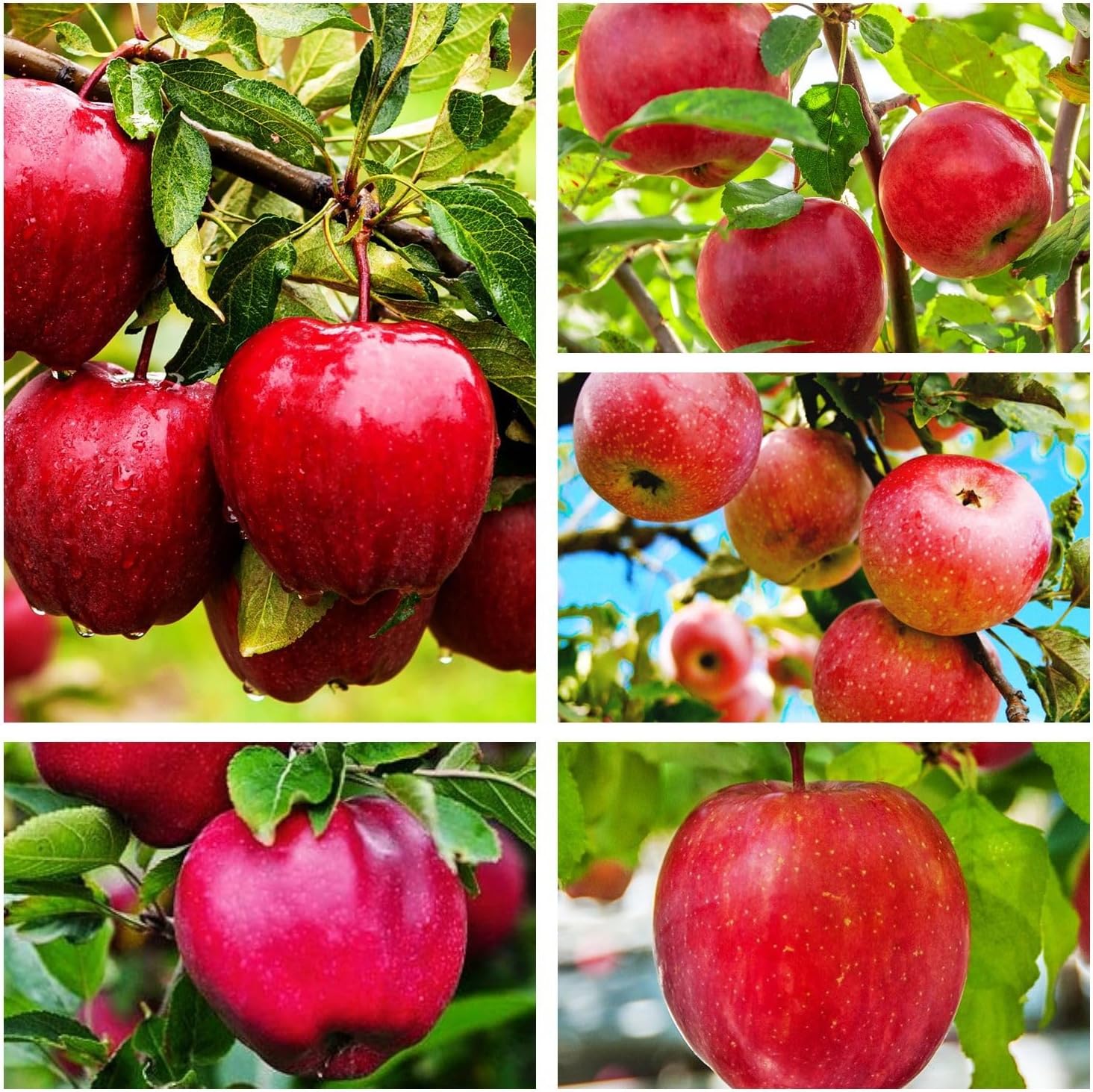 Red Apple Seed 100 pcs Pack - Large Perennial Heirloom Non-GMO Outdoor Indoor Giant Bush