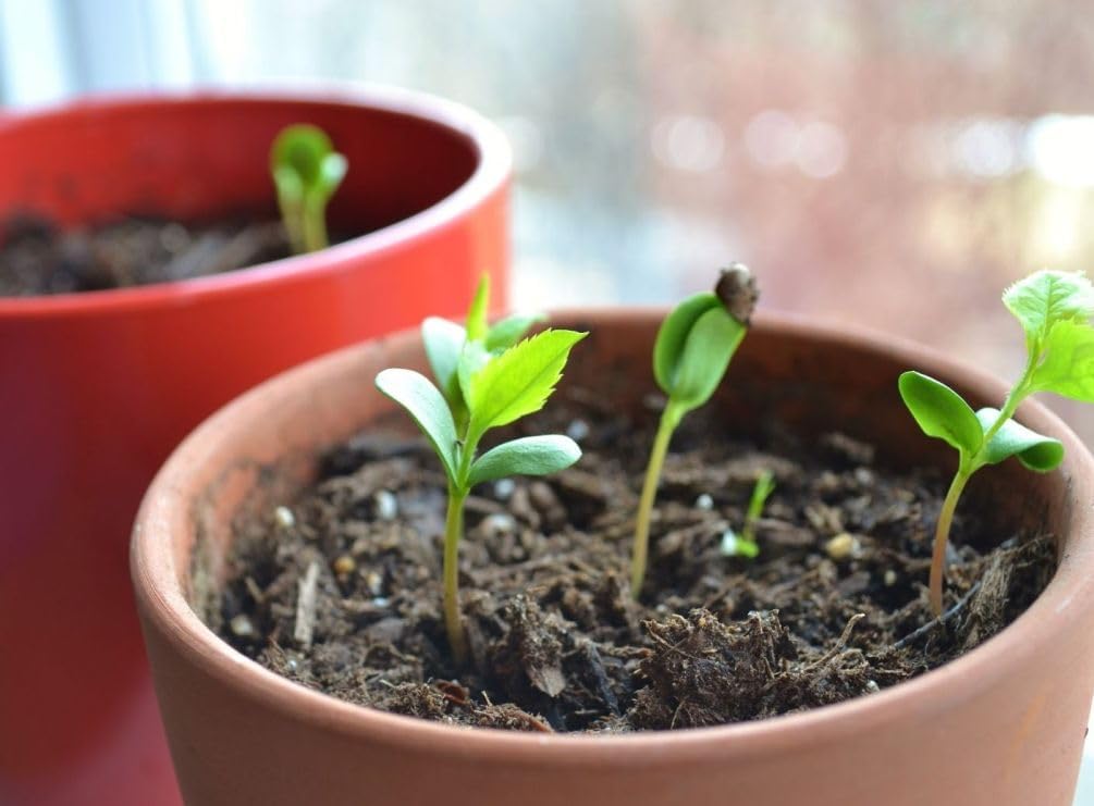 Red Apple Seed 100 pcs Pack - Large Perennial Heirloom Non-GMO Outdoor Indoor Giant Bush