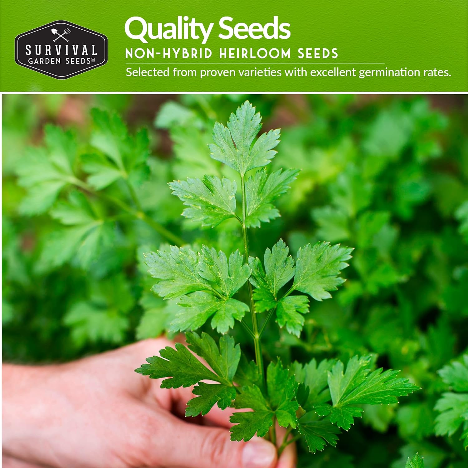 Parsley Seed Collection – 3 Varieties: Italian Giant, Curly, Flat Leaf Parsley Seeds for Planting Indoors or Outdoors – Non-GMO Heirloom Open-Pollinated Herbs – Survival Garden Seeds