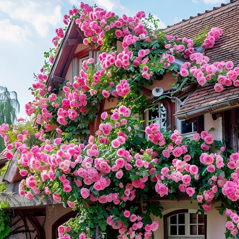 Mixed Climbing Rose Vine Seeds 230pcs– Perennial Rosa Flowering Bush Seed | Long-Blooming Ornamental Climbing Plants for Fence, Trellis, Arches & Outdoor Garden Décor