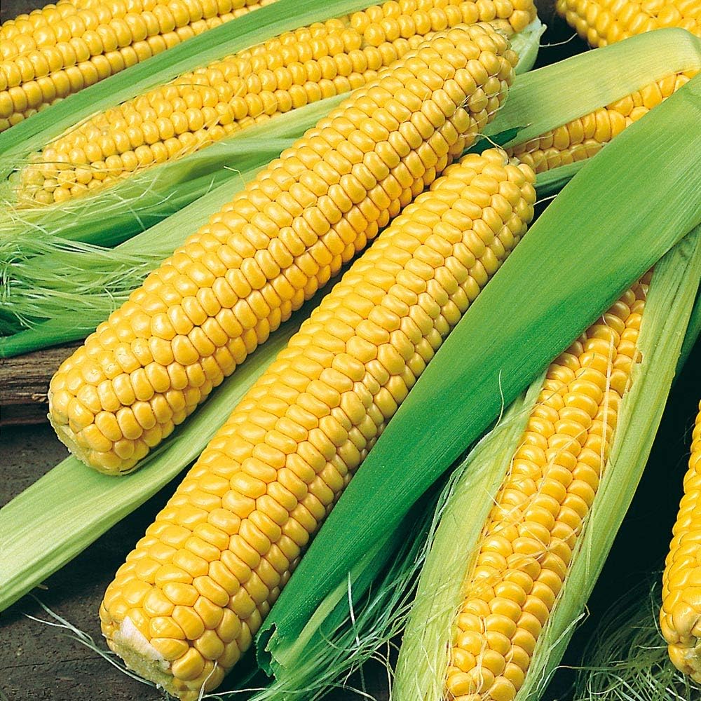 1760 Golden Bantam Sweet Corn Seeds for Planting Organic Heirloom Non GMO 1 Pound of Seeds Garden Vegetable Bulk Survival Deer Wildlife Food Plot