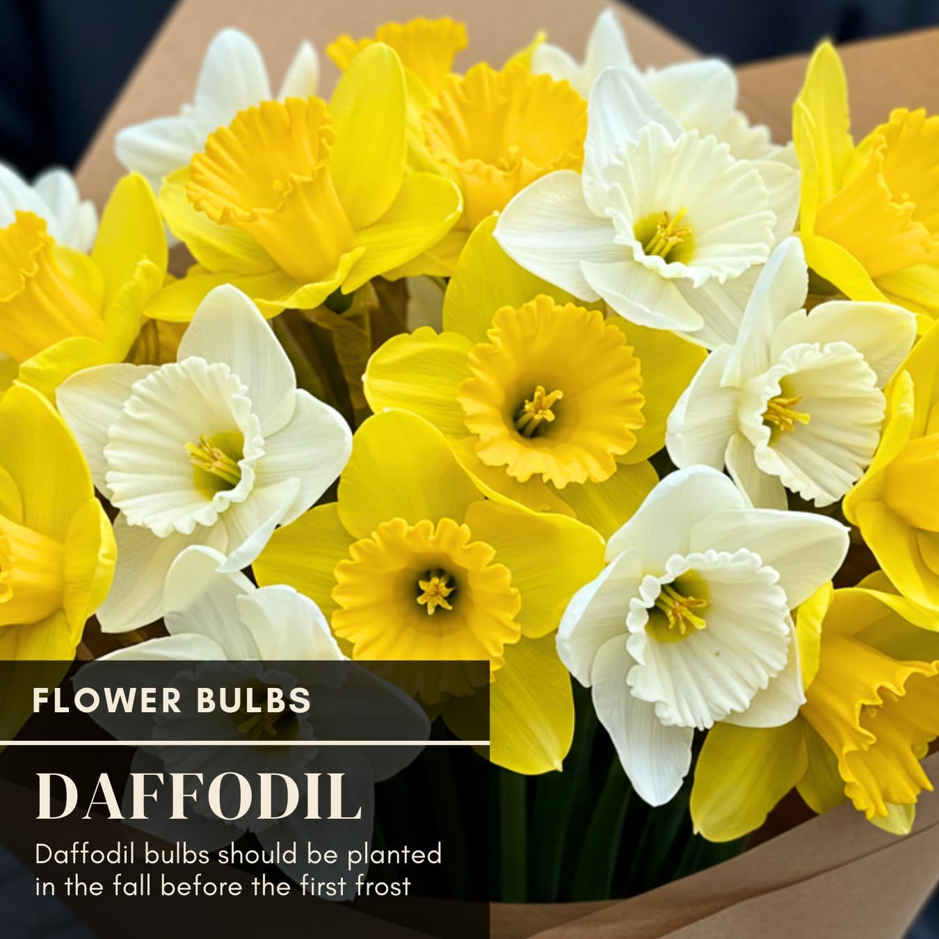 Yellow Dutch Master Daffodil Bulbs for Planting - Fresh Blooming Flowers, Easy to Grow Perennials (10 Bulbs)