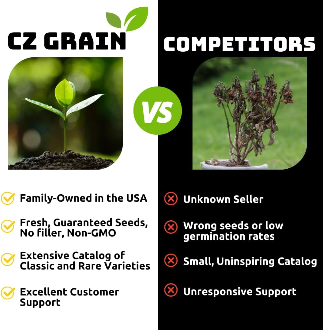 Yellow Dutch Master Daffodil Bulbs for Planting - Fresh Blooming Flowers, Easy to Grow Perennials (10 Bulbs)