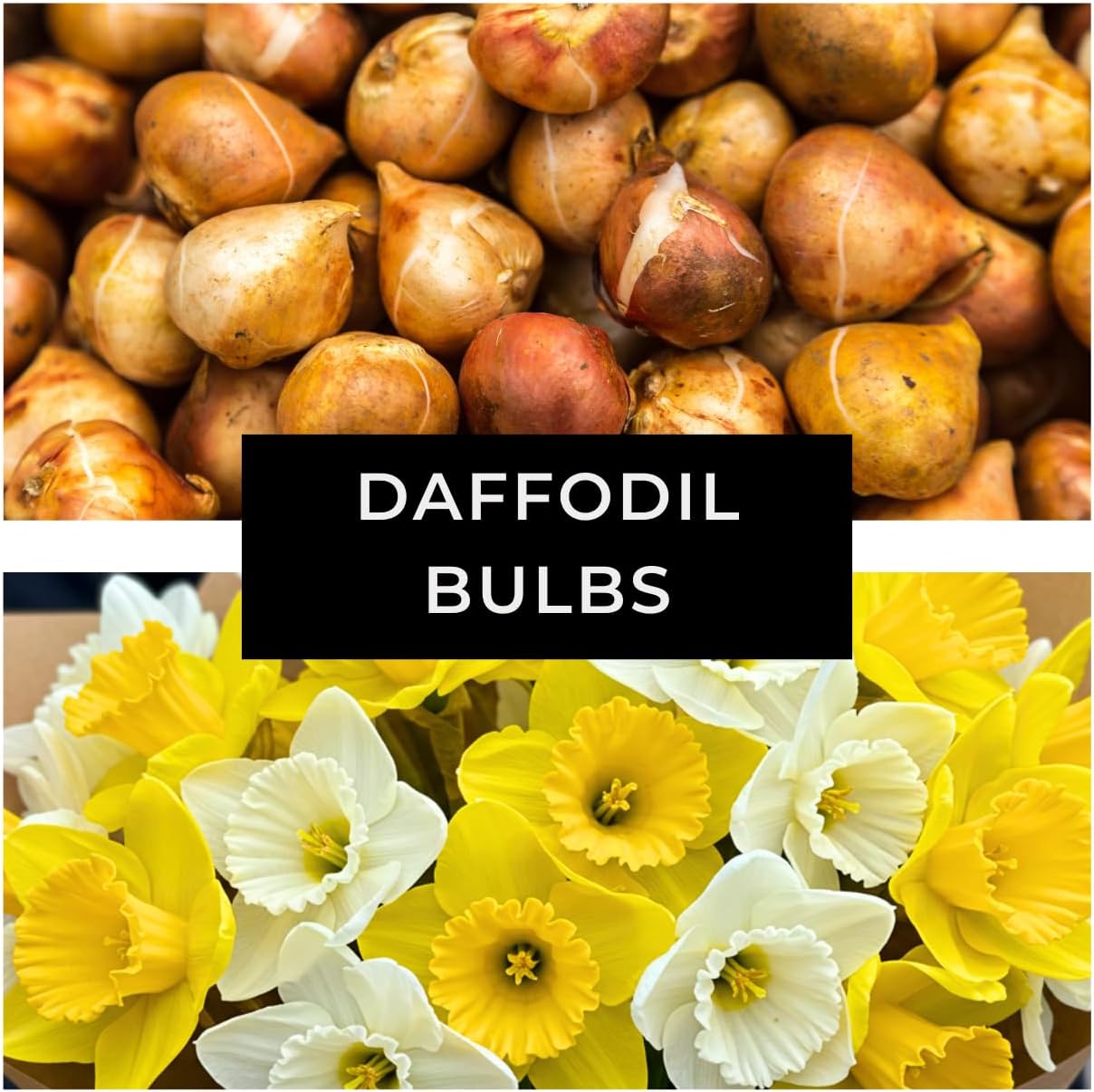 Yellow Dutch Master Daffodil Bulbs for Planting - Fresh Blooming Flowers, Easy to Grow Perennials (10 Bulbs)