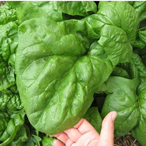 1200 Giant Noble Spinach Seeds for Planting Heirloom Non GMO 14+ Grams of Seeds Garden Vegetable Nobel Bulk Survival