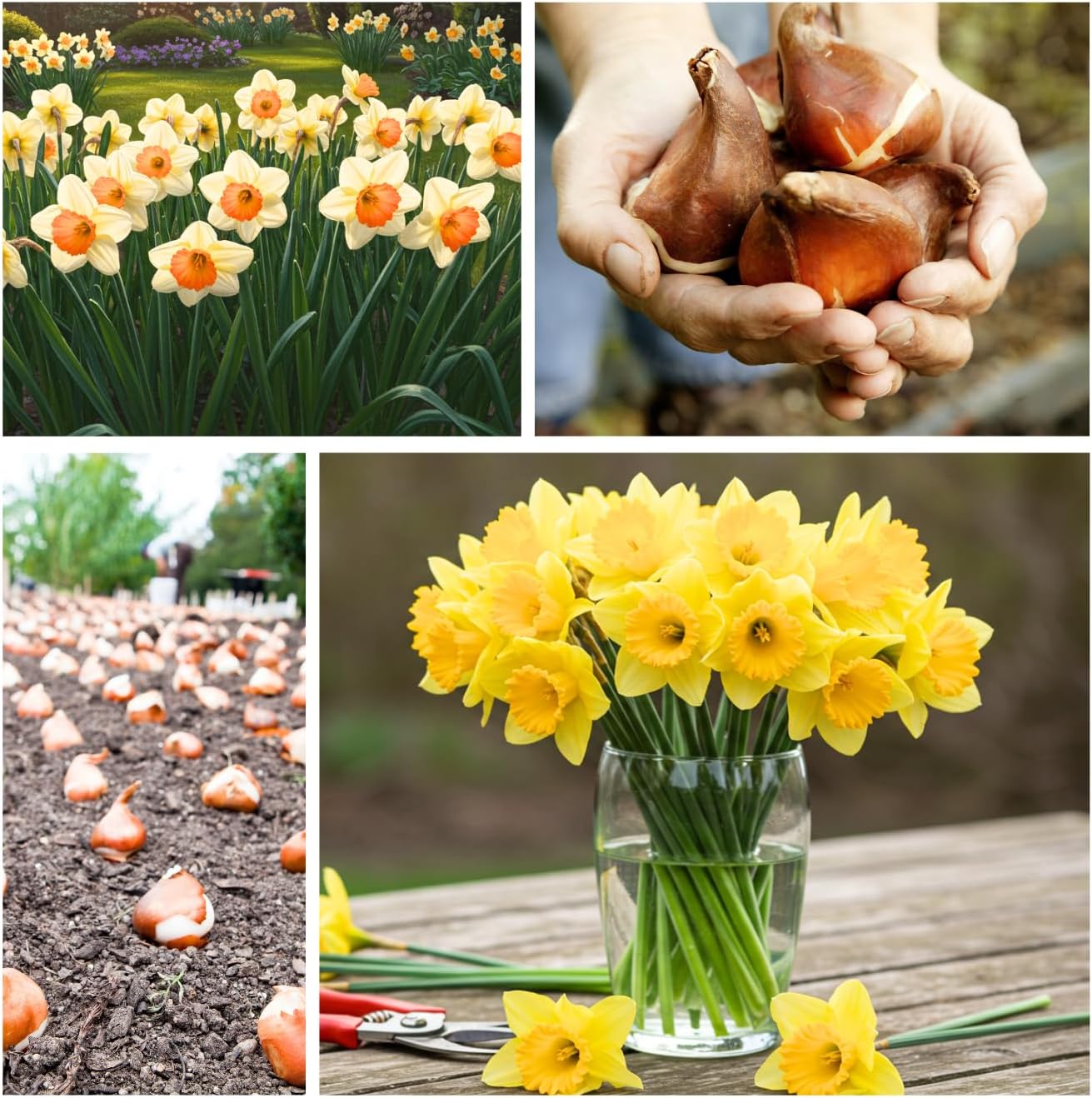 Yellow Dutch Master Daffodil Bulbs for Planting - Fresh Blooming Flowers, Easy to Grow Perennials (10 Bulbs)