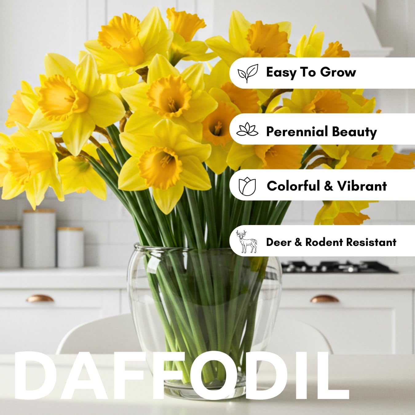 Yellow Dutch Master Daffodil Bulbs for Planting - Fresh Blooming Flowers, Easy to Grow Perennials (10 Bulbs)