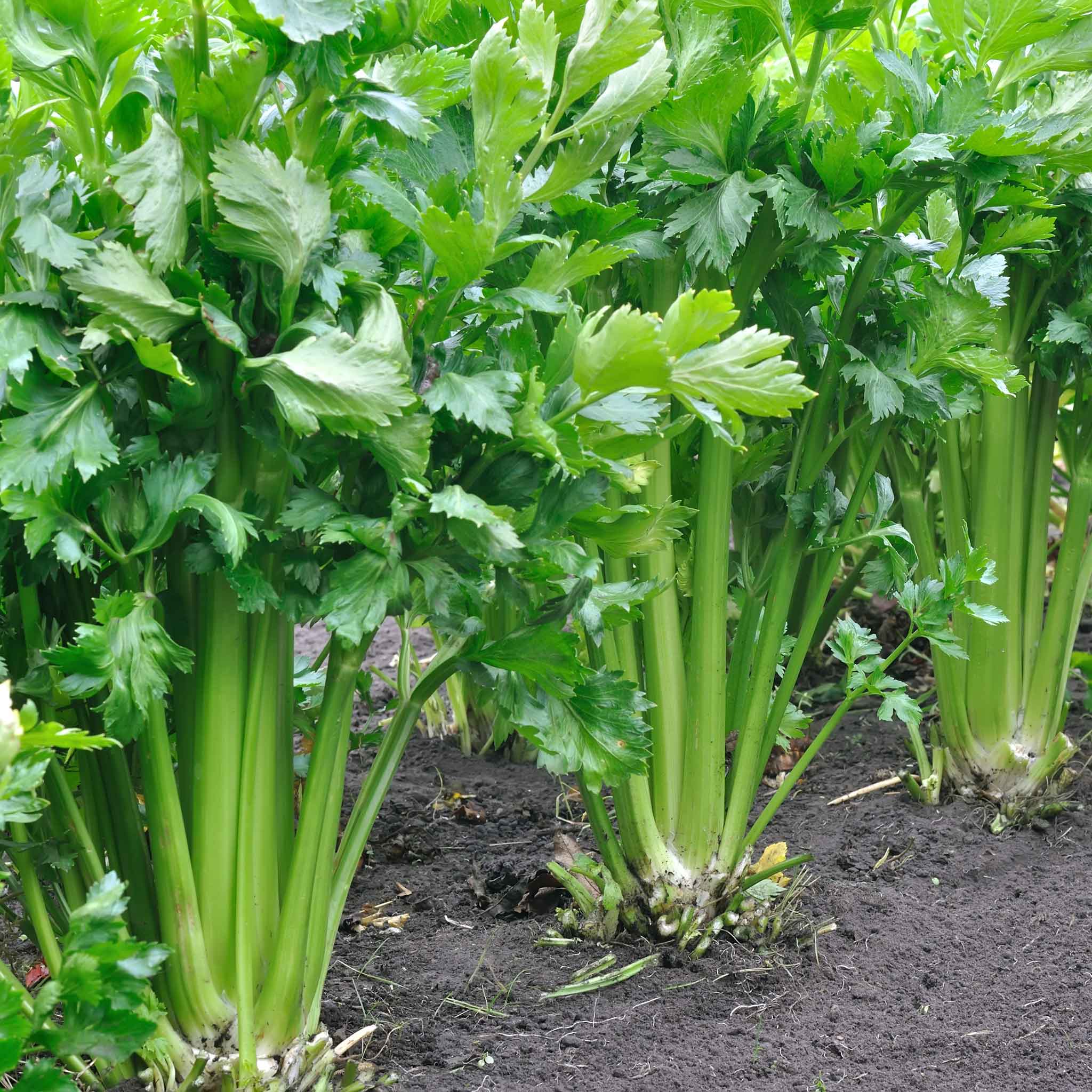 Celery Seeds (Organic) - Tall Utah