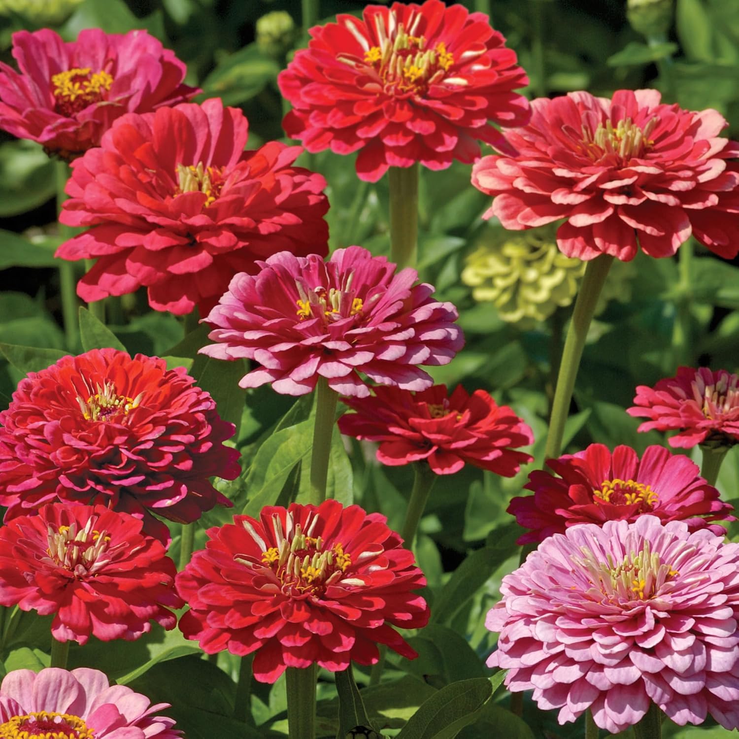 Burpee Cut & Come Again Zinnia Seeds 175 seeds