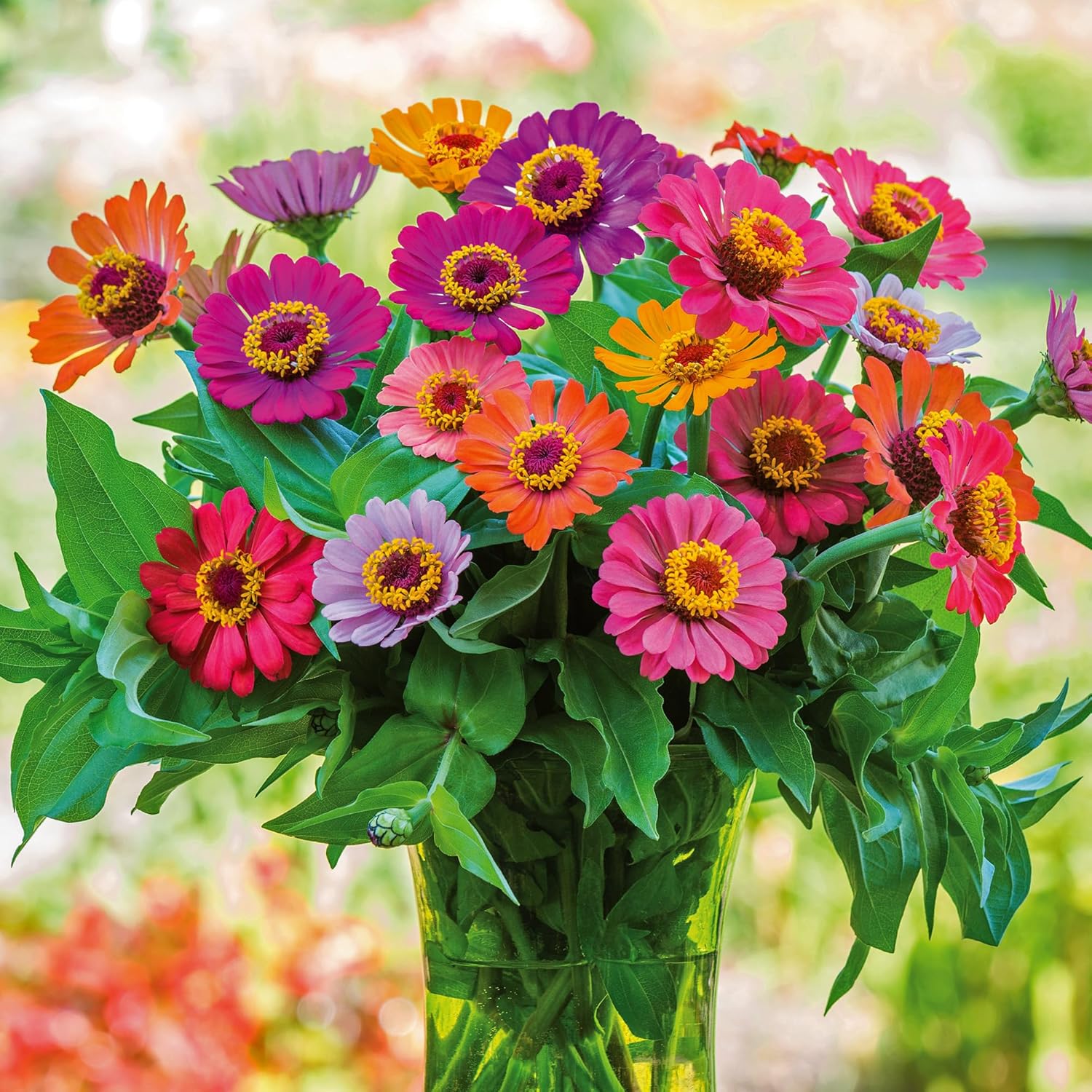 Burpee Cut & Come Again Zinnia Seeds 175 seeds