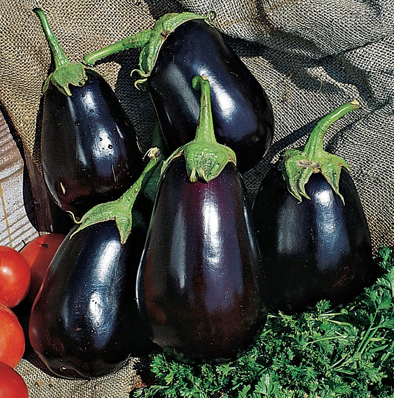 Burpee Patio Baby Eggplant Seeds 30 seeds