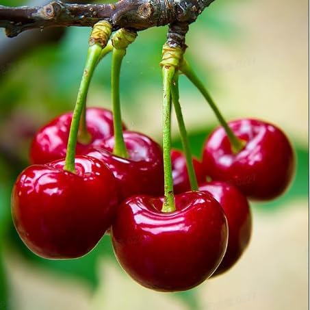 20 Pcs Sweet Cherry Tree Seeds - Non-GMO Heirloom Fruit Tree Seeds, Sweet & Juicy Fruits, Suitable for Indoor & Outdoor Planting, Ideal for Home Garden Cultivation
