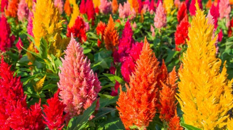 Mix Celosia Seed for Planting - Celosia Cristata Cockscomb Woolflower Non-GMO Seeds for Planting Exotic Flower - 100 Seeds