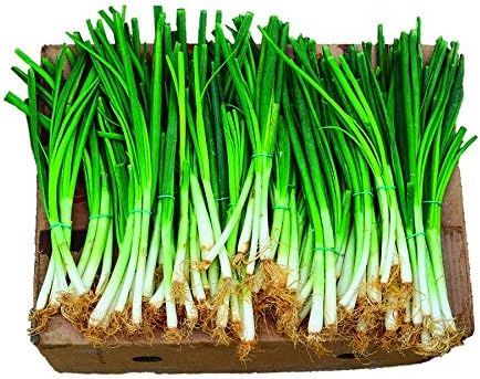 Park Seed Organic Parade Scallion Seeds – High-Yield Green Onions, Crisp 12–16 Inch Stems, Bulb-Resistant, Fast-Growing for Spring, Summer, or Fall Gardens, Easy to Grow – Pack of 1000 Seeds