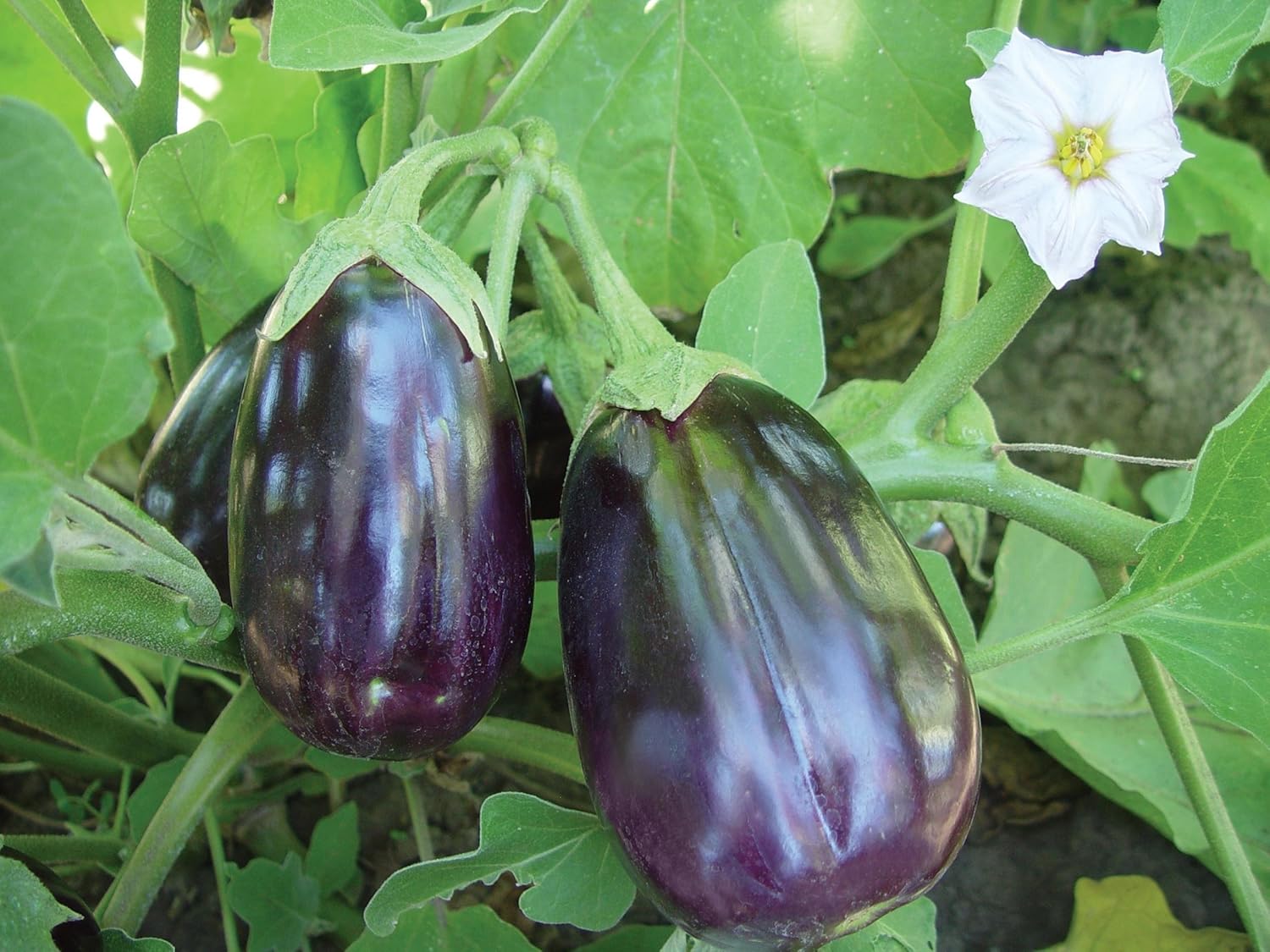 Burpee Patio Baby Eggplant Seeds 30 seeds