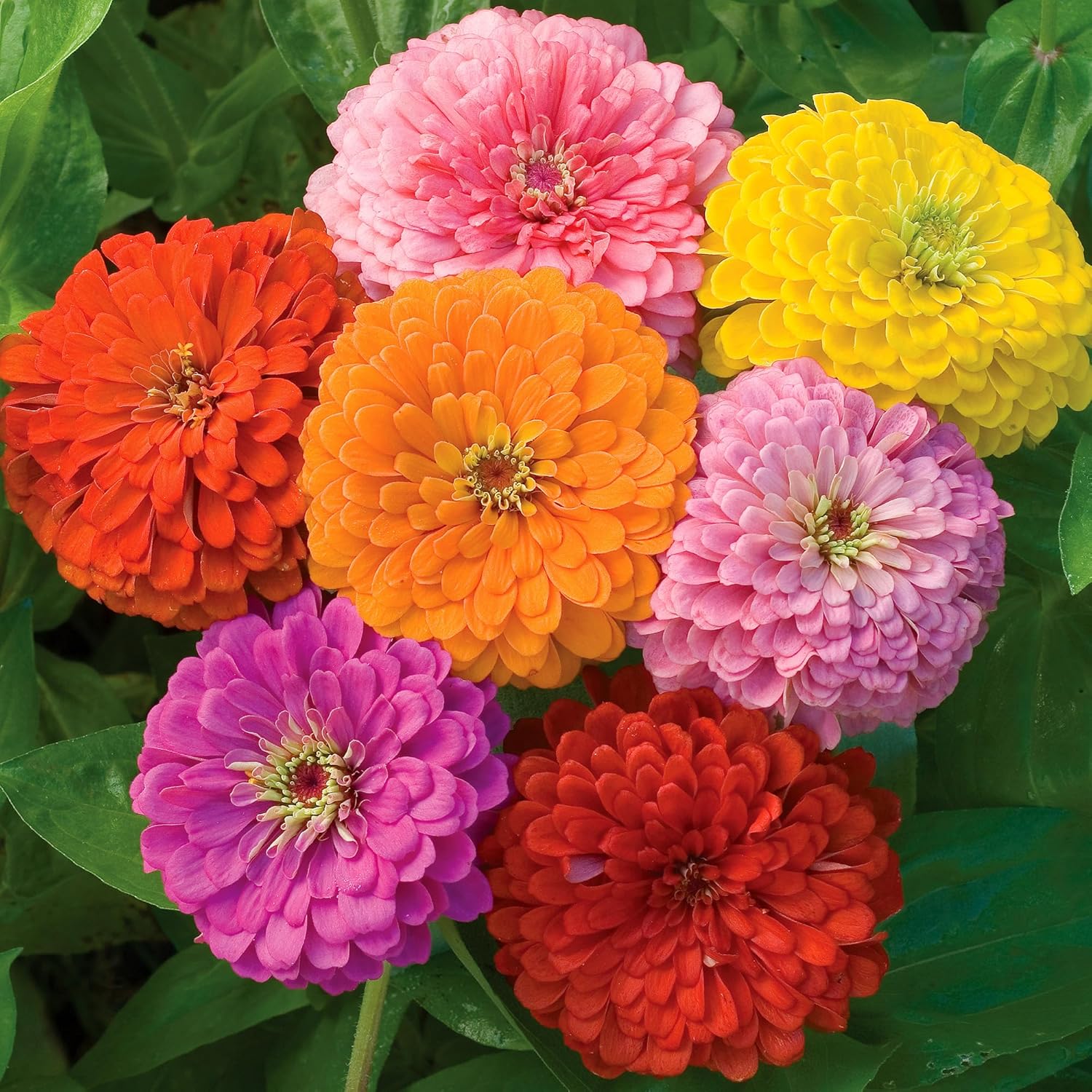 Burpee Cut & Come Again Zinnia Seeds 175 seeds