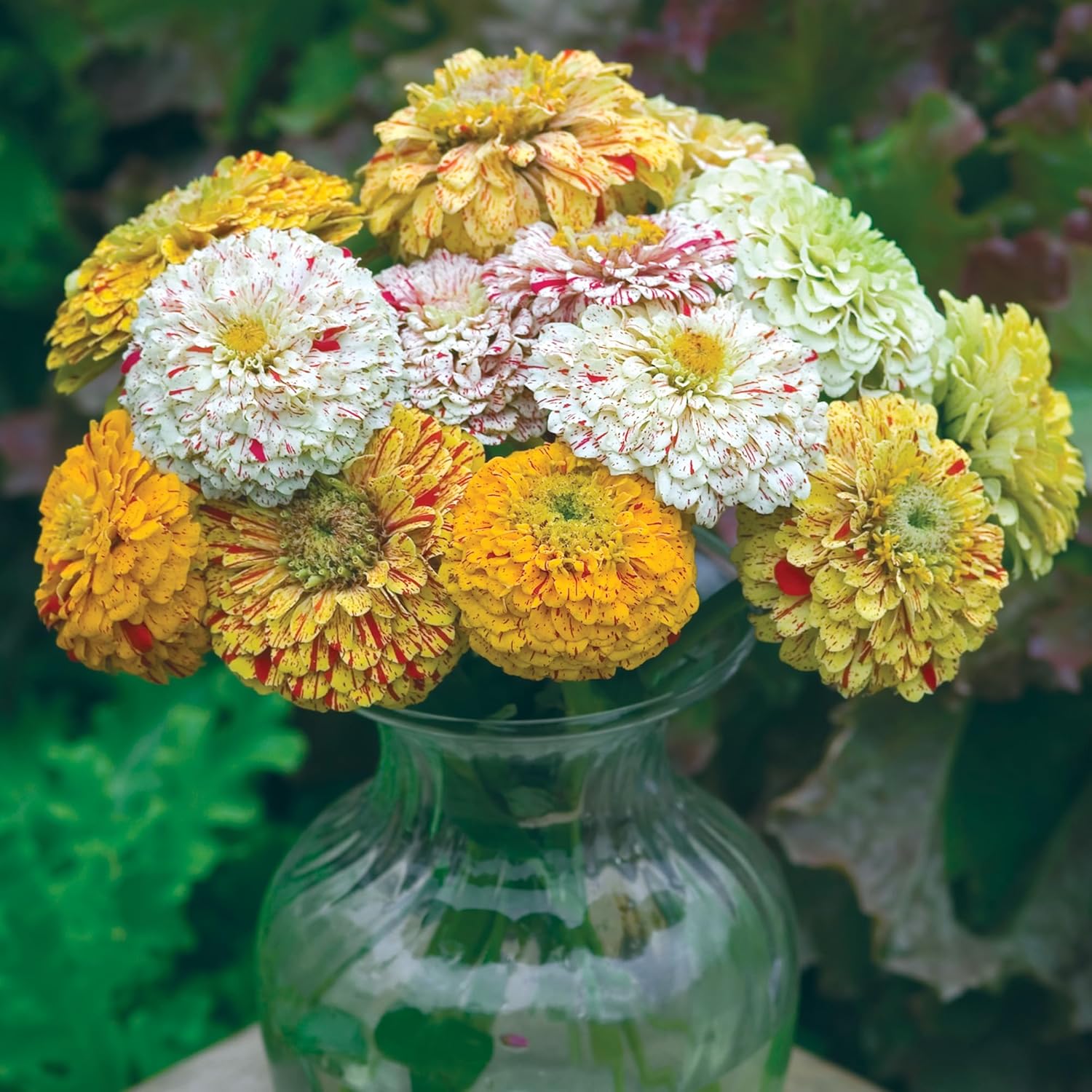 Burpee Cut & Come Again Zinnia Seeds 175 seeds