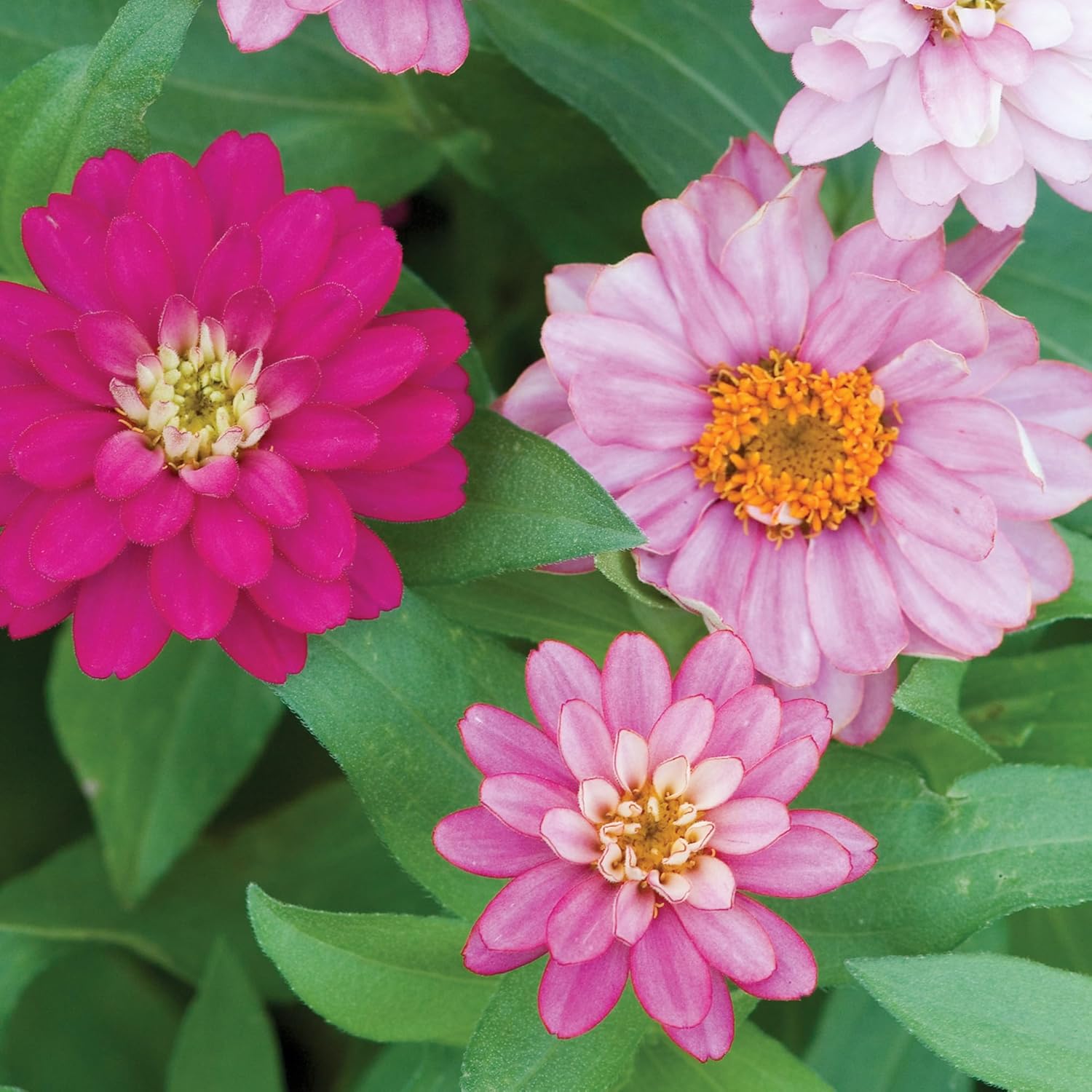 Burpee Cut & Come Again Zinnia Seeds 175 seeds