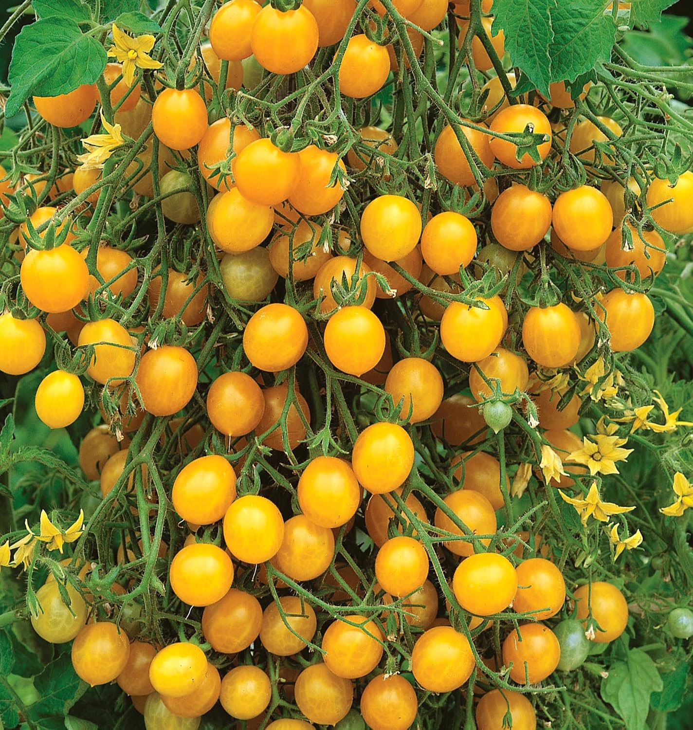 Burpee 'Super Sweet 100' Hybrid, Cherry Tomato, 50 Non-GMO Seeds