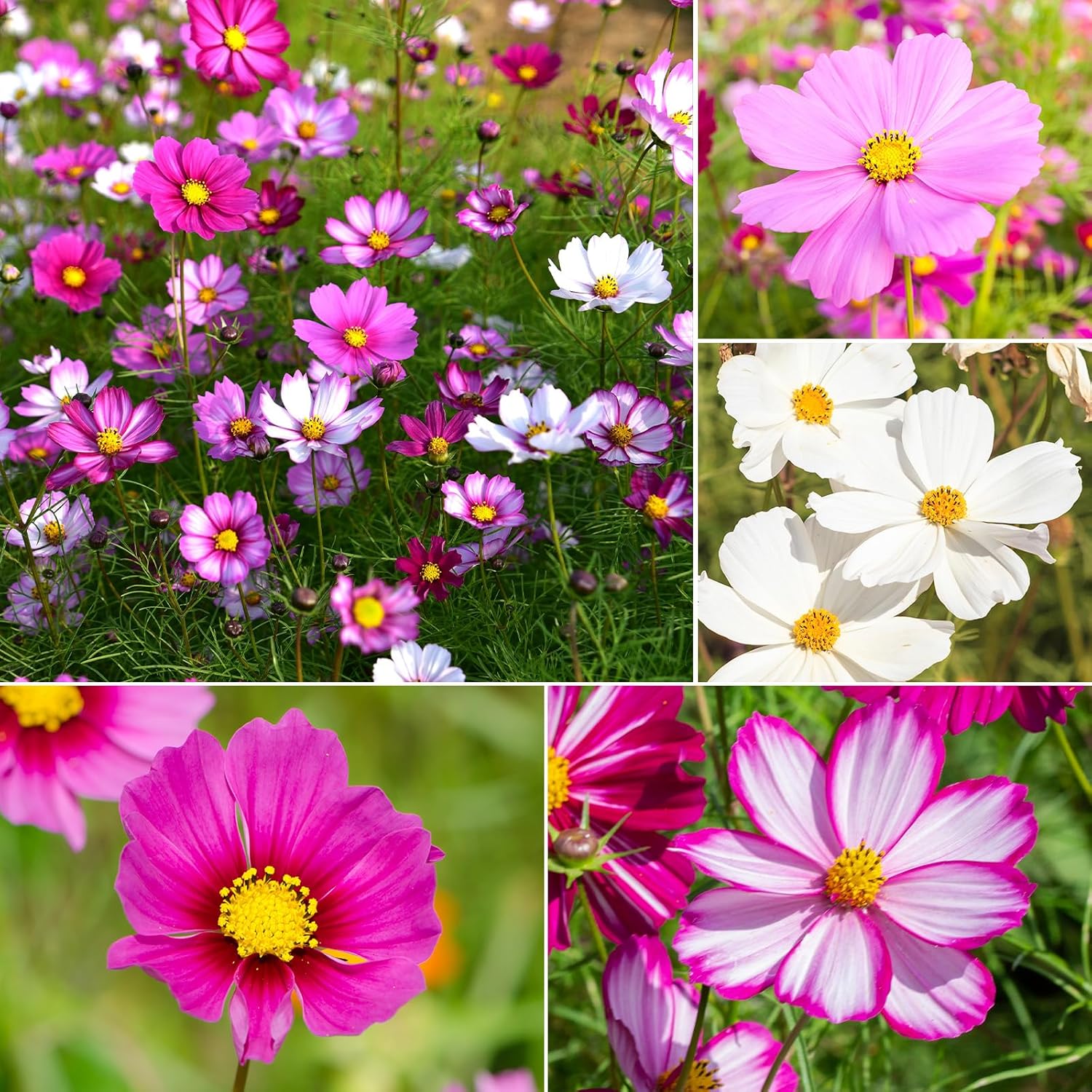 Cosmos Seeds Wildflower Mix 1 Oz, Over 3,000+, 4 Varieties Flowers Seeds for Planting (Radiance, Purity, Pinkie, Picotee), Open Pollinated Bulk
