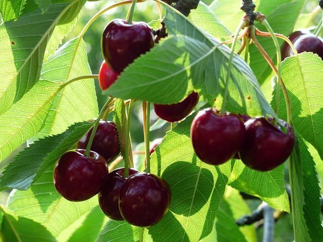 20 Pcs Sweet Cherry Tree Seeds - Non-GMO Heirloom Fruit Tree Seeds, Sweet & Juicy Fruits, Suitable for Indoor & Outdoor Planting, Ideal for Home Garden Cultivation