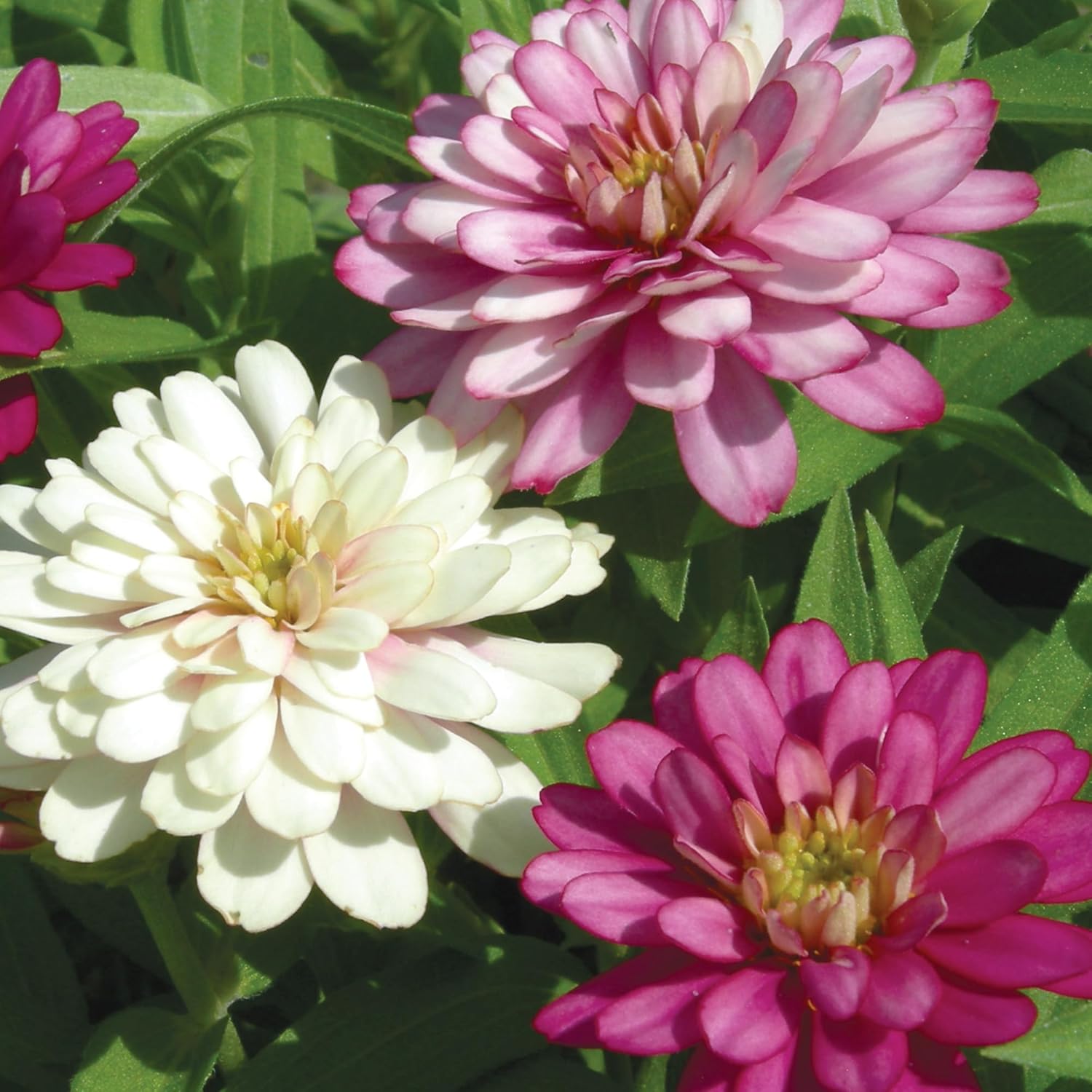 Burpee Cut & Come Again Zinnia Seeds 175 seeds