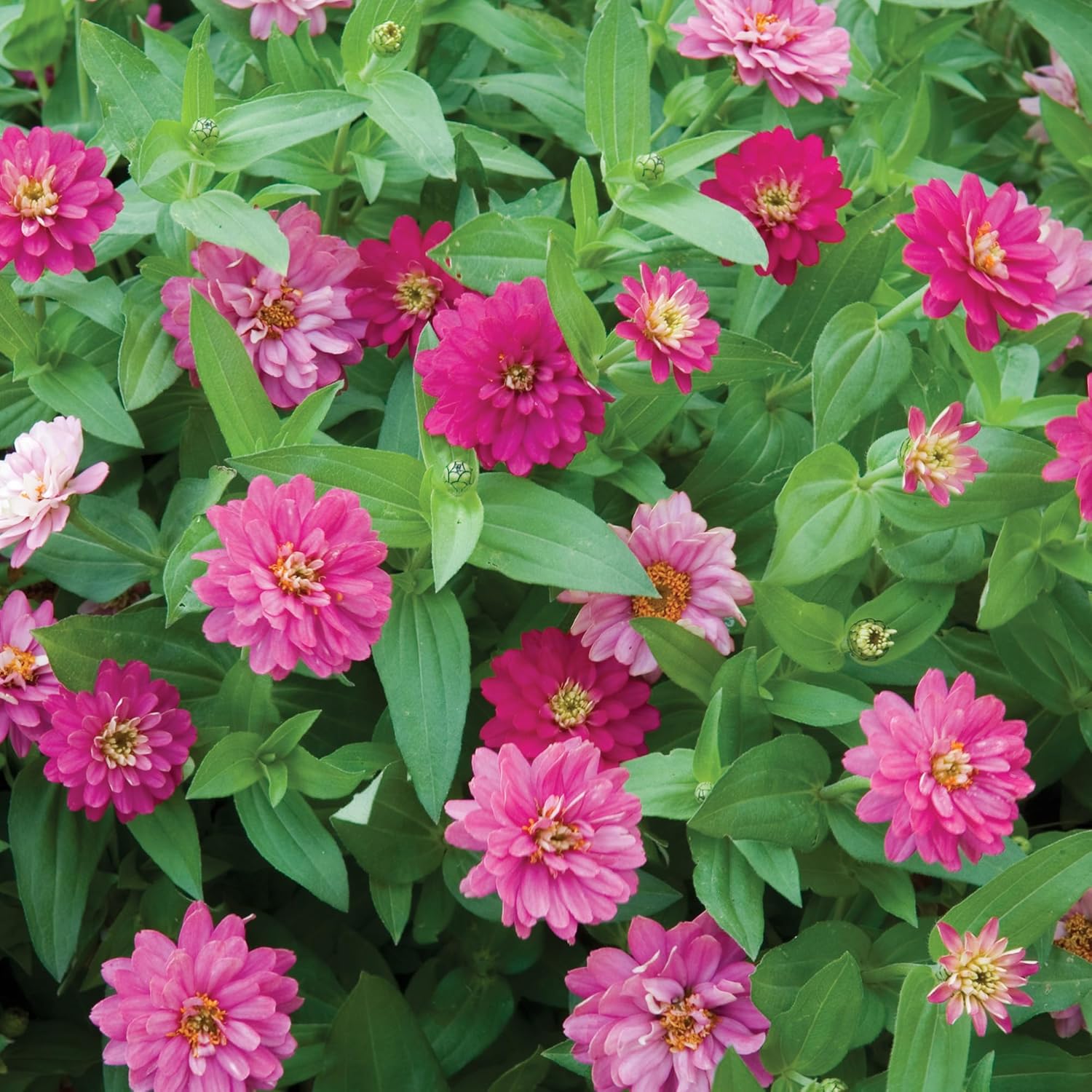 Burpee Cut & Come Again Zinnia Seeds 175 seeds
