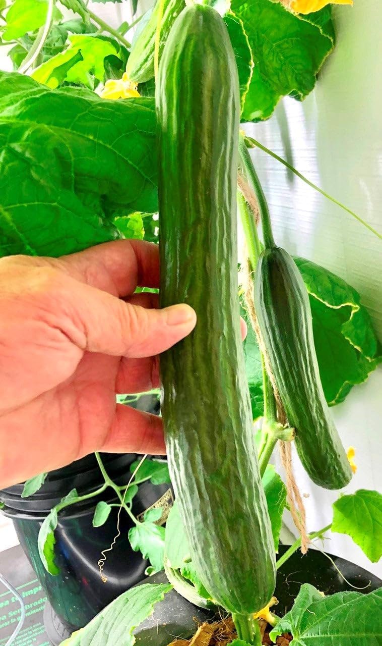 TomorrowSeeds - English Telegraph Burpless Cucumber (English Cucumber) Seeds - 30+ Count - for 2025 Planting Hothouse Cucumbers Crisp European Near-Seedless Long Heirloom Vegetable Grow Your Own Home