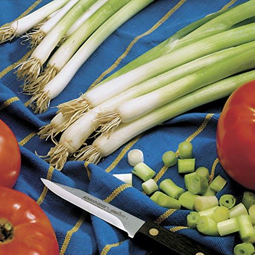 Park Seed Organic Parade Scallion Seeds – High-Yield Green Onions, Crisp 12–16 Inch Stems, Bulb-Resistant, Fast-Growing for Spring, Summer, or Fall Gardens, Easy to Grow – Pack of 1000 Seeds