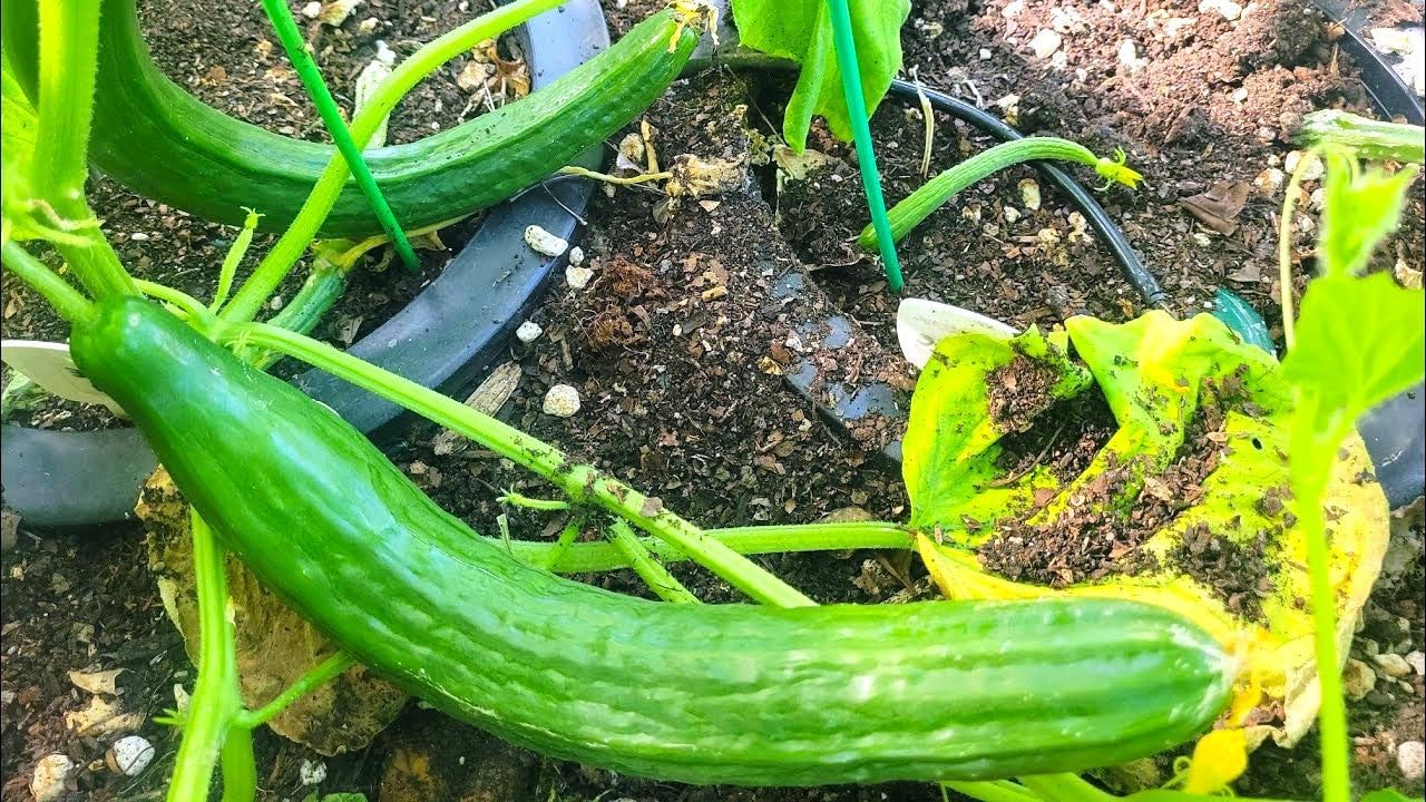 TomorrowSeeds - English Telegraph Burpless Cucumber (English Cucumber) Seeds - 30+ Count - for 2025 Planting Hothouse Cucumbers Crisp European Near-Seedless Long Heirloom Vegetable Grow Your Own Home