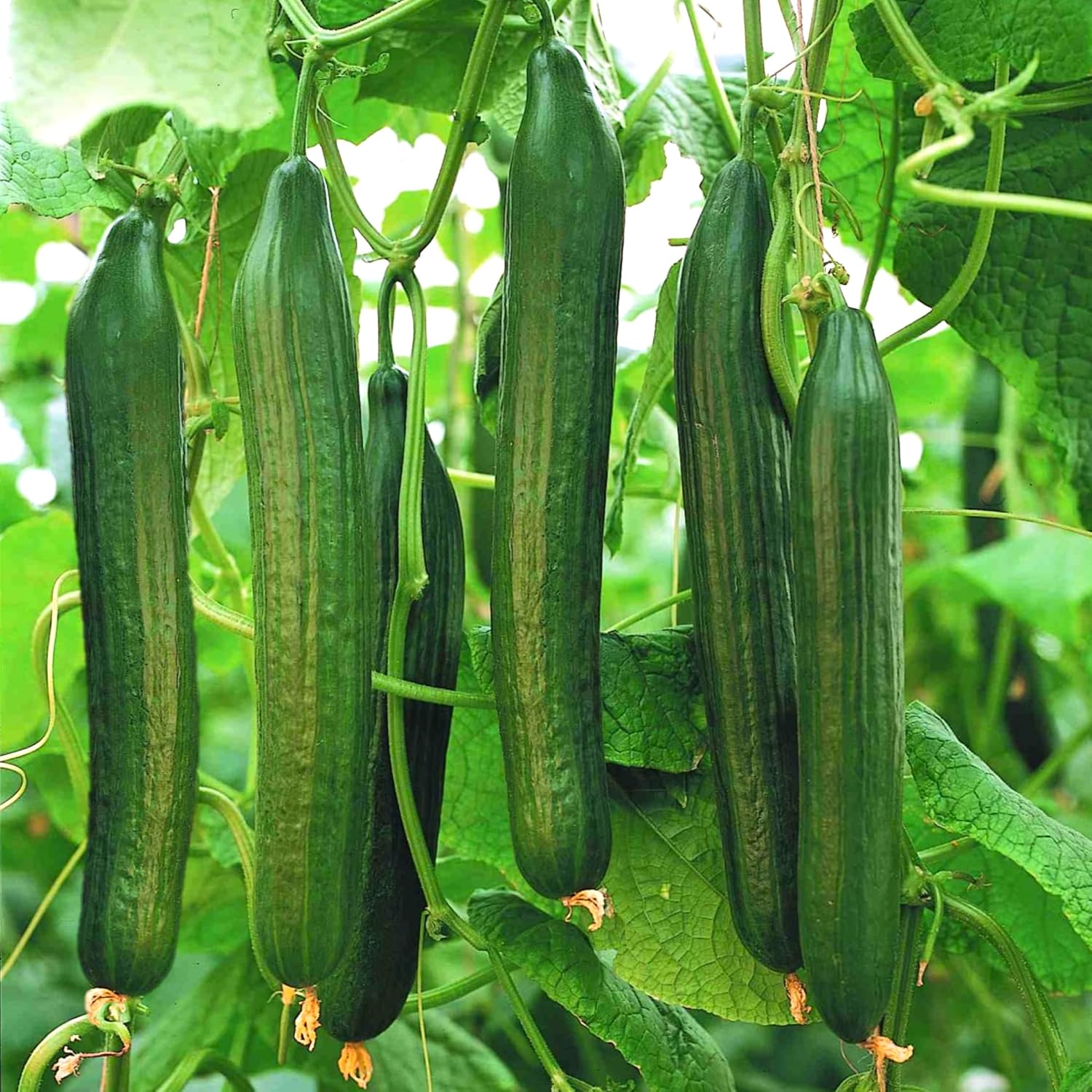 TomorrowSeeds - English Telegraph Burpless Cucumber (English Cucumber) Seeds - 30+ Count - for 2025 Planting Hothouse Cucumbers Crisp European Near-Seedless Long Heirloom Vegetable Grow Your Own Home
